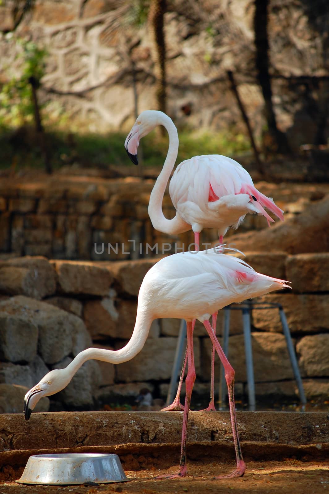 Flamingos waiting in the side of the lake at Antipolo, Philippines