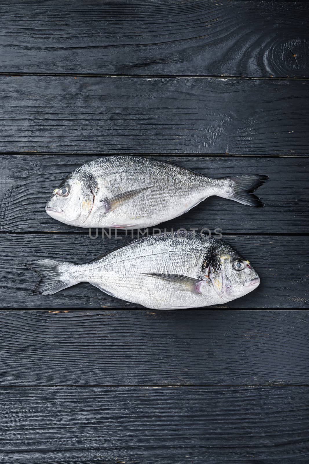 Raw whole pair dorado or sea bream fish ob black wooden background top view with space for text