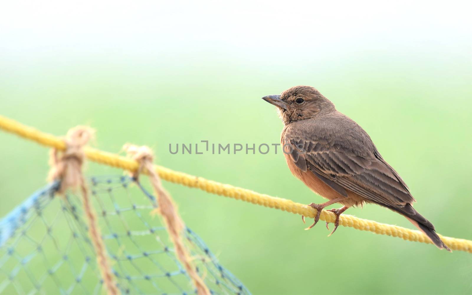 Rufous-tailed lark sitting on a rope by rkbalaji