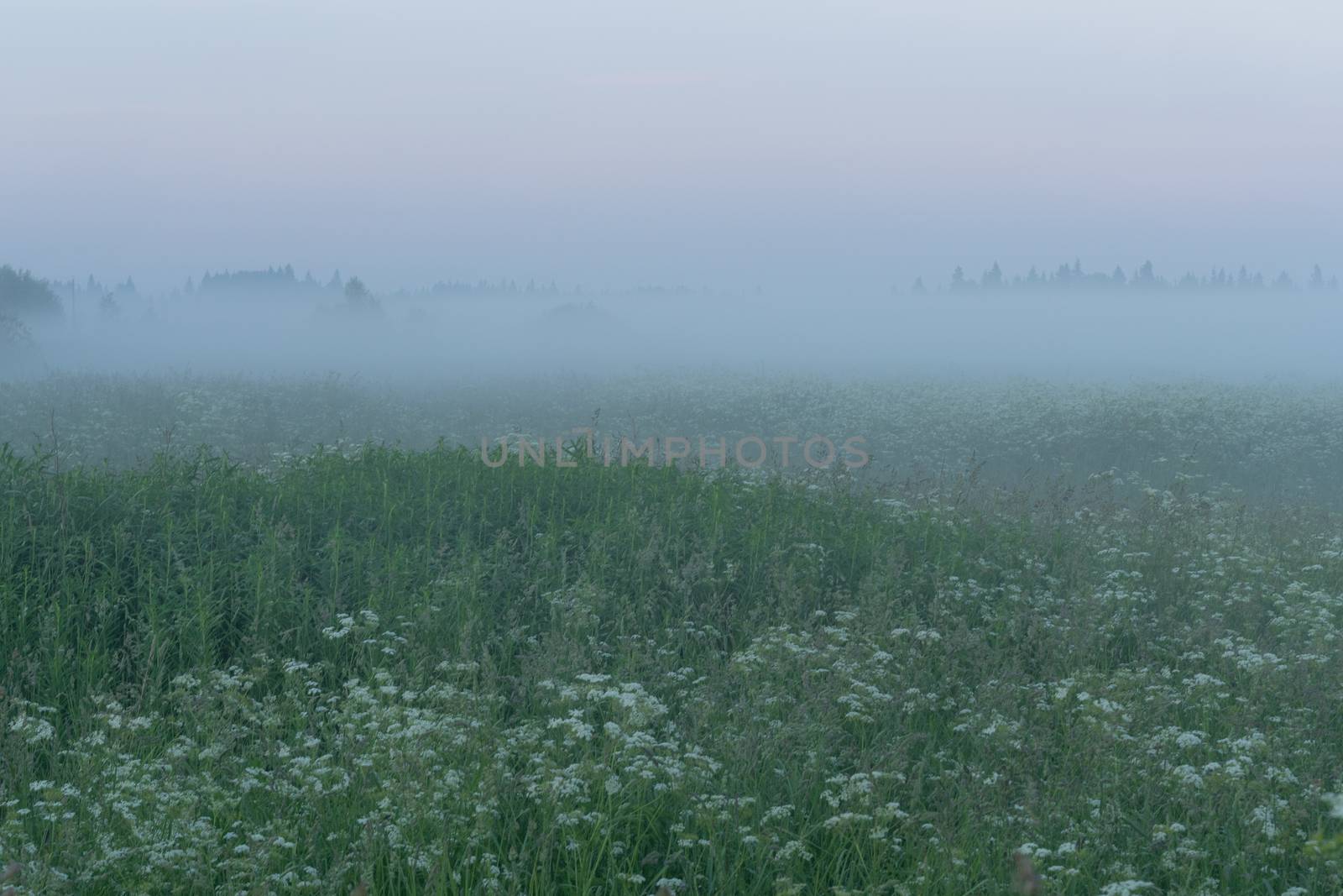 green field in summer in the fog