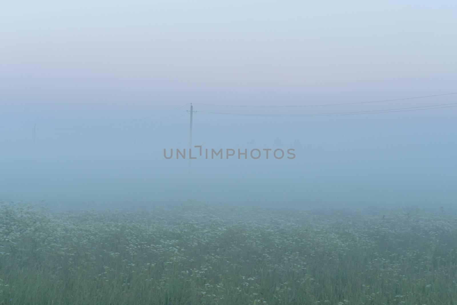 green field in summer in the fog