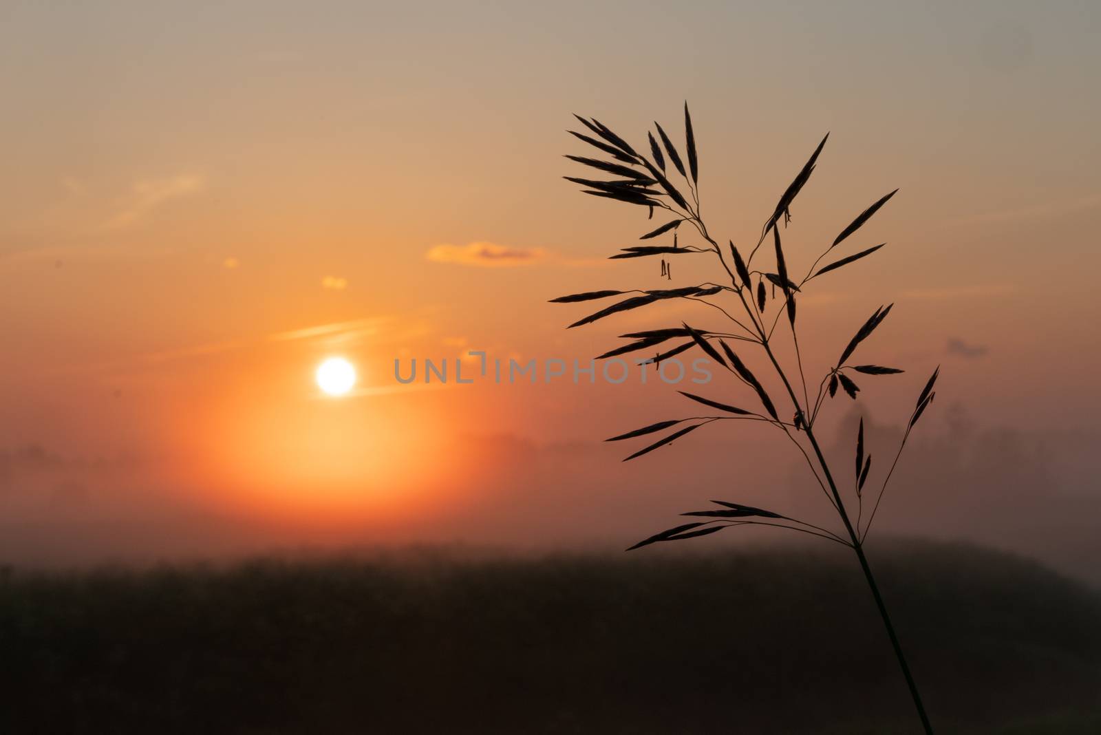 beautiful summer sunset in the field, orange sun over a field with grass