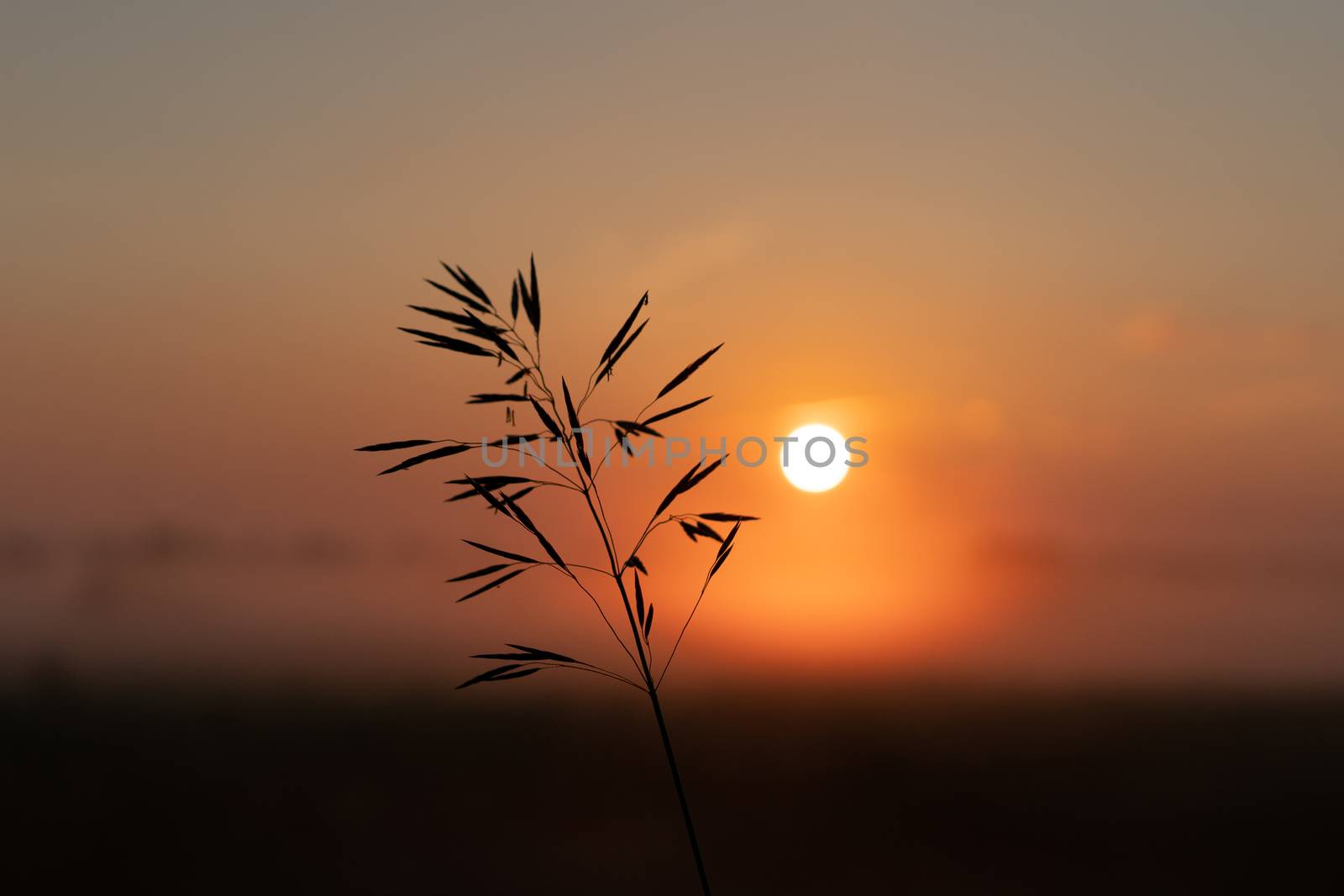 beautiful summer sunset in the field, orange sun over a field with grass