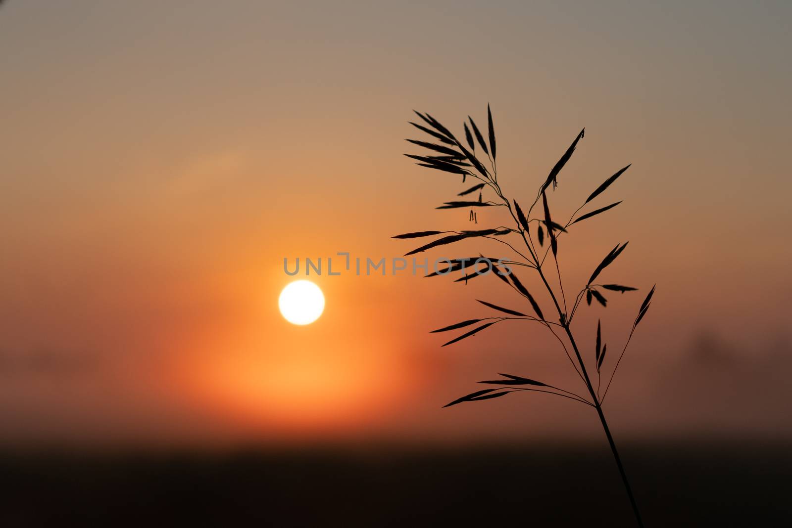 beautiful summer sunset in the field, orange sun over a field with grass