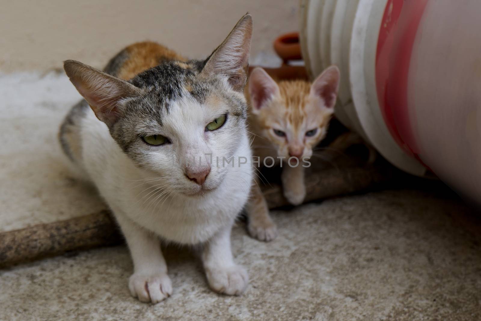 a closeup view of mother cat and kitten, kitten focus slightly blurred