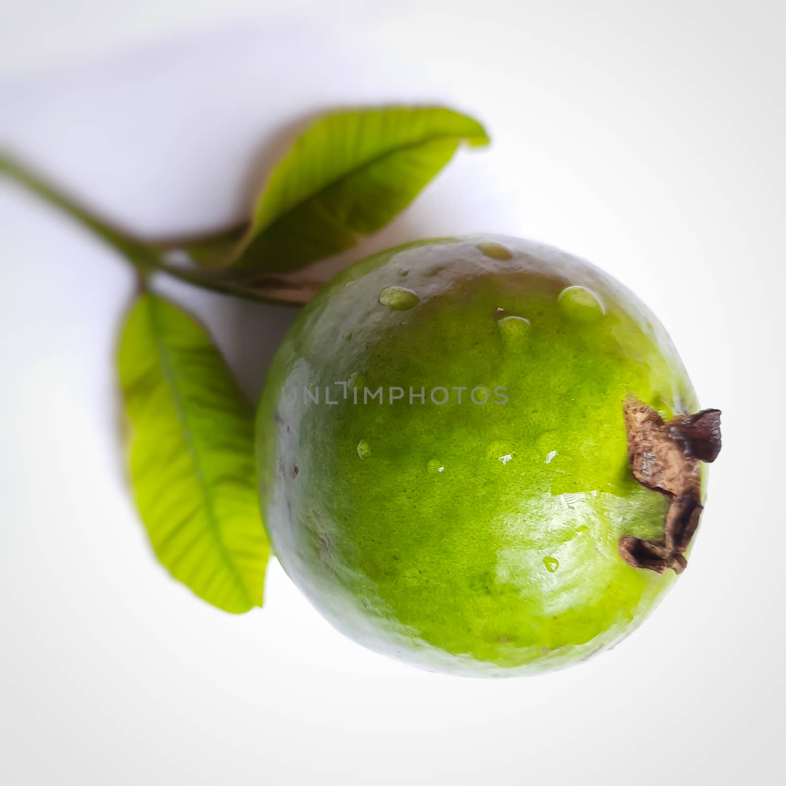 Green color guava with leaves arranged beautifully with white background and good for health and skin and Help Lower Blood Sugar Levels by AnithaVikram