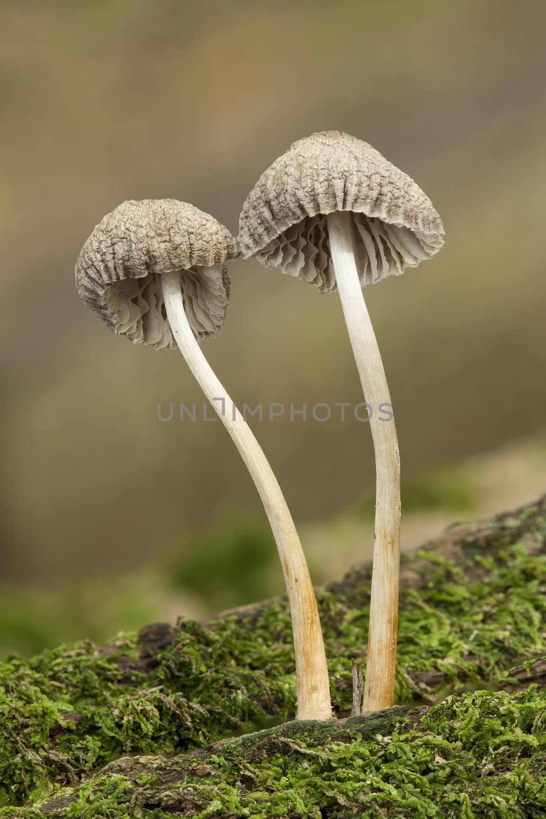 Woodland fungi mushrooms in the autumn fall