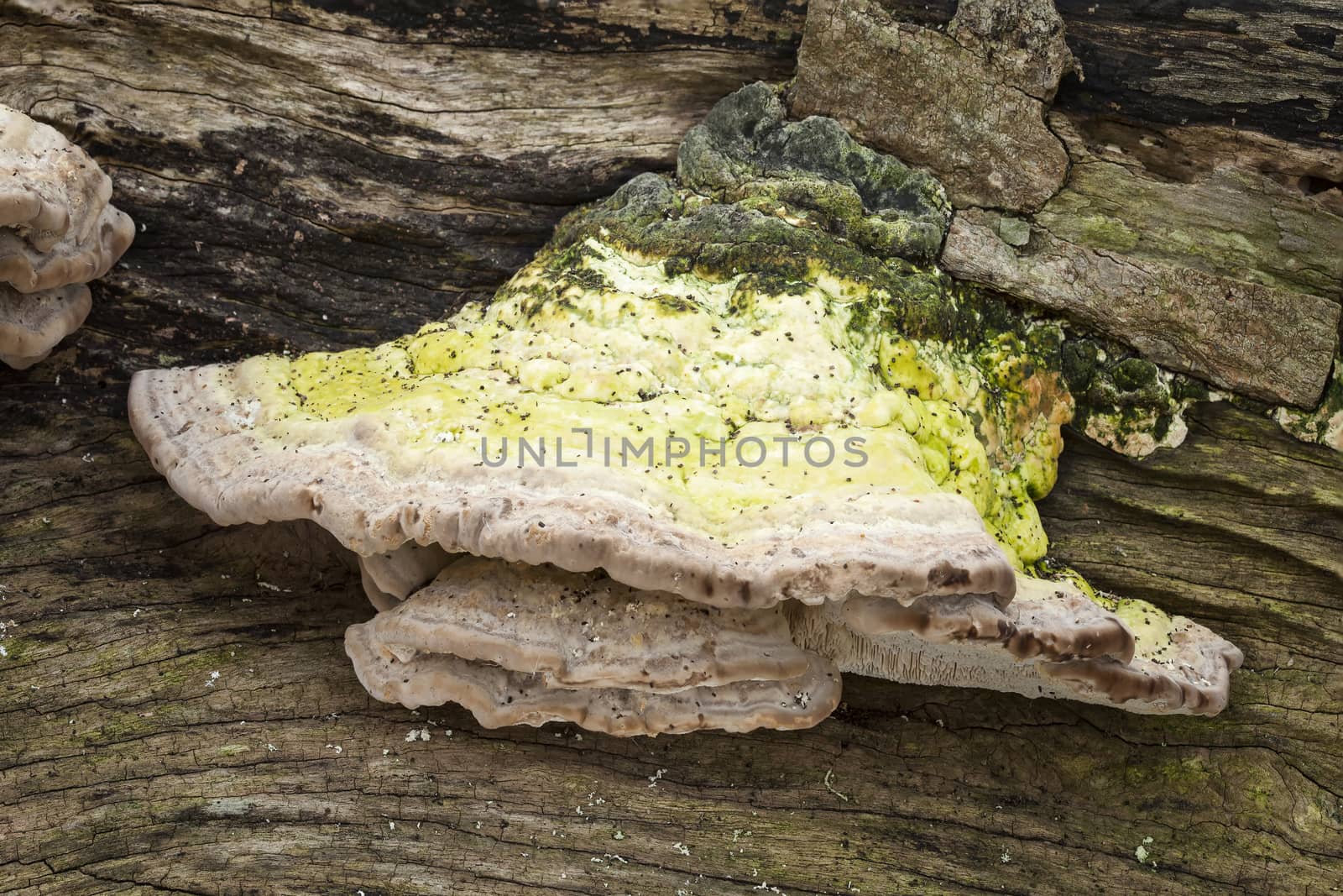 Bracket fungus growing from a decaying tree trunk in the autumn fall