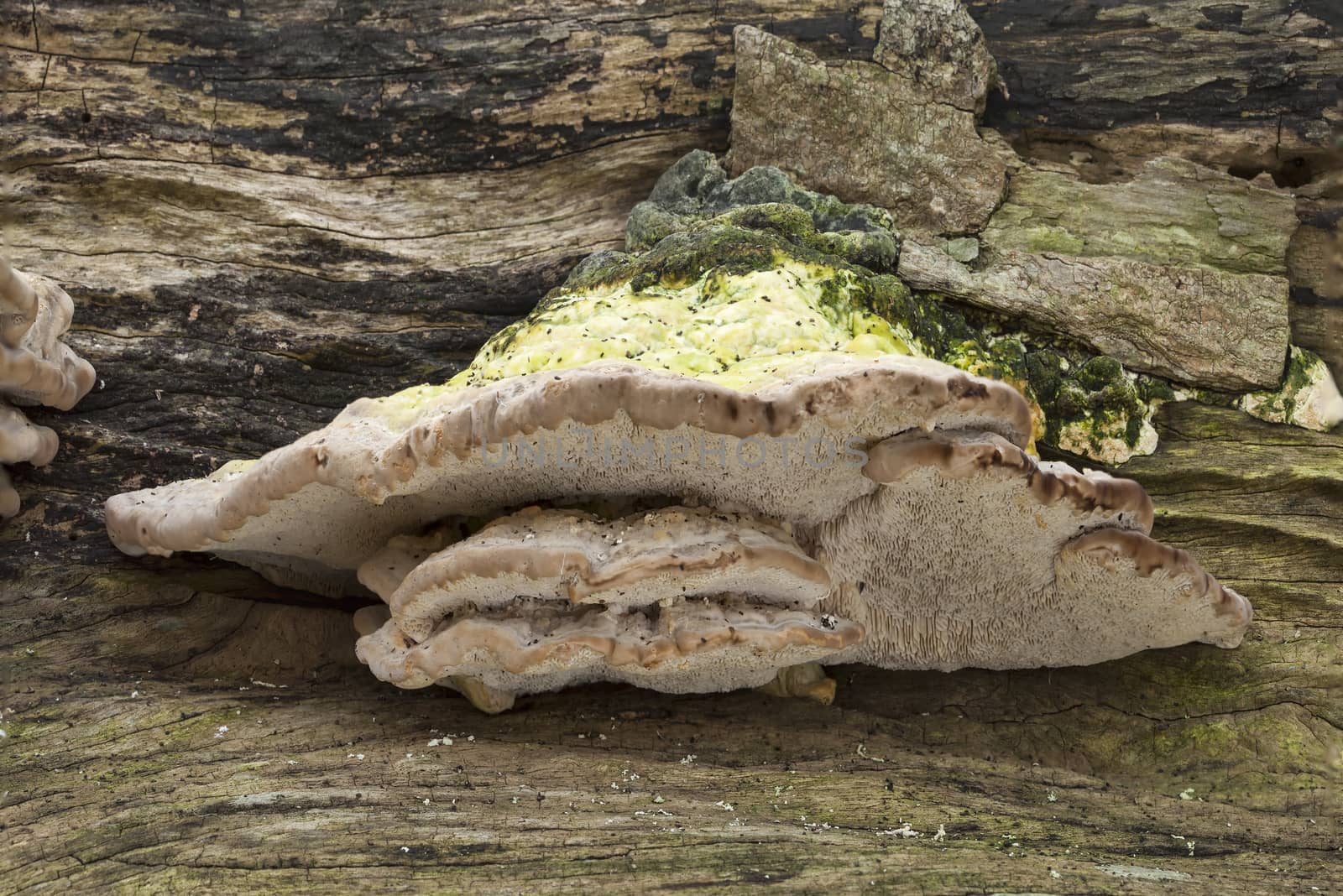 Bracket fungus growing from a decaying tree trunk in the autumn by ant