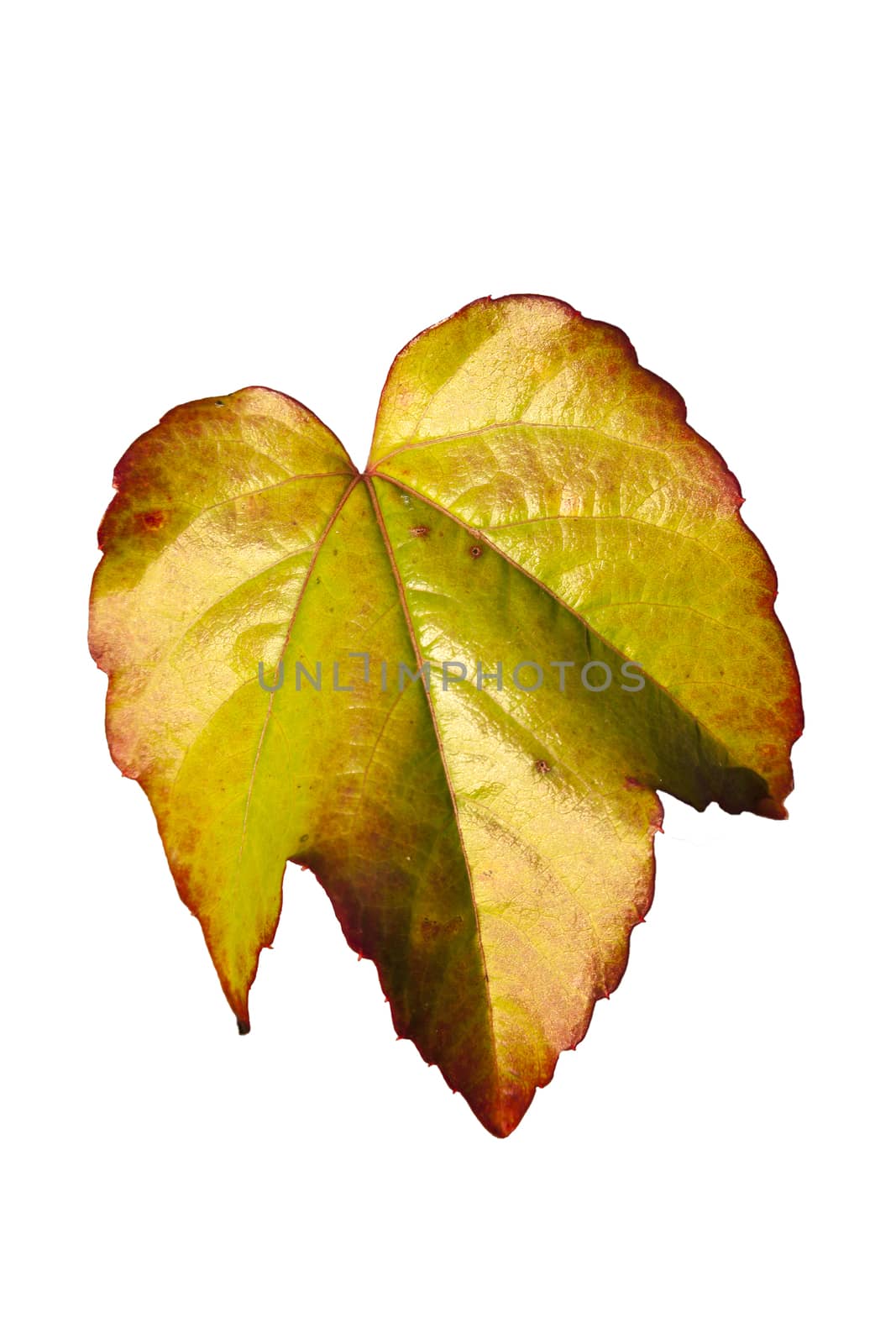 Vine leaf in autumn fall colour cut out and isolated  by ant