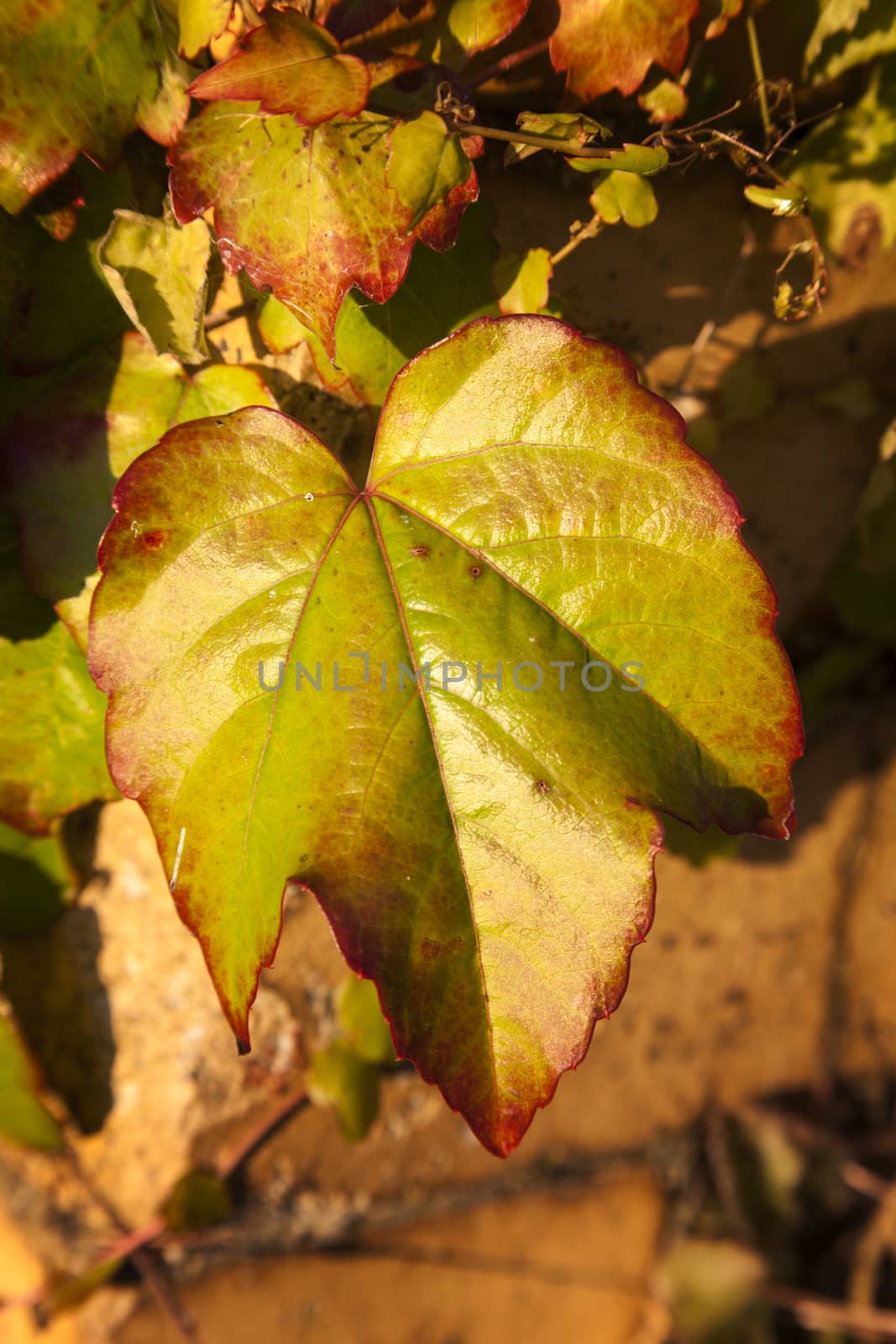 Virginia Creeper background in full autumn fall  by ant