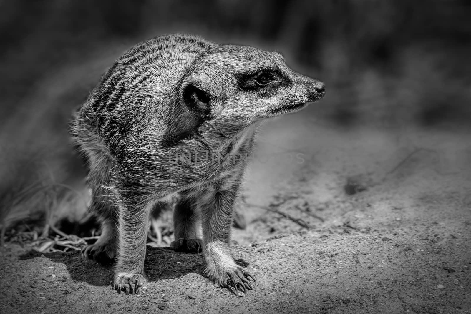 Meerkat animal alert and keeping guard monochrome black and white image