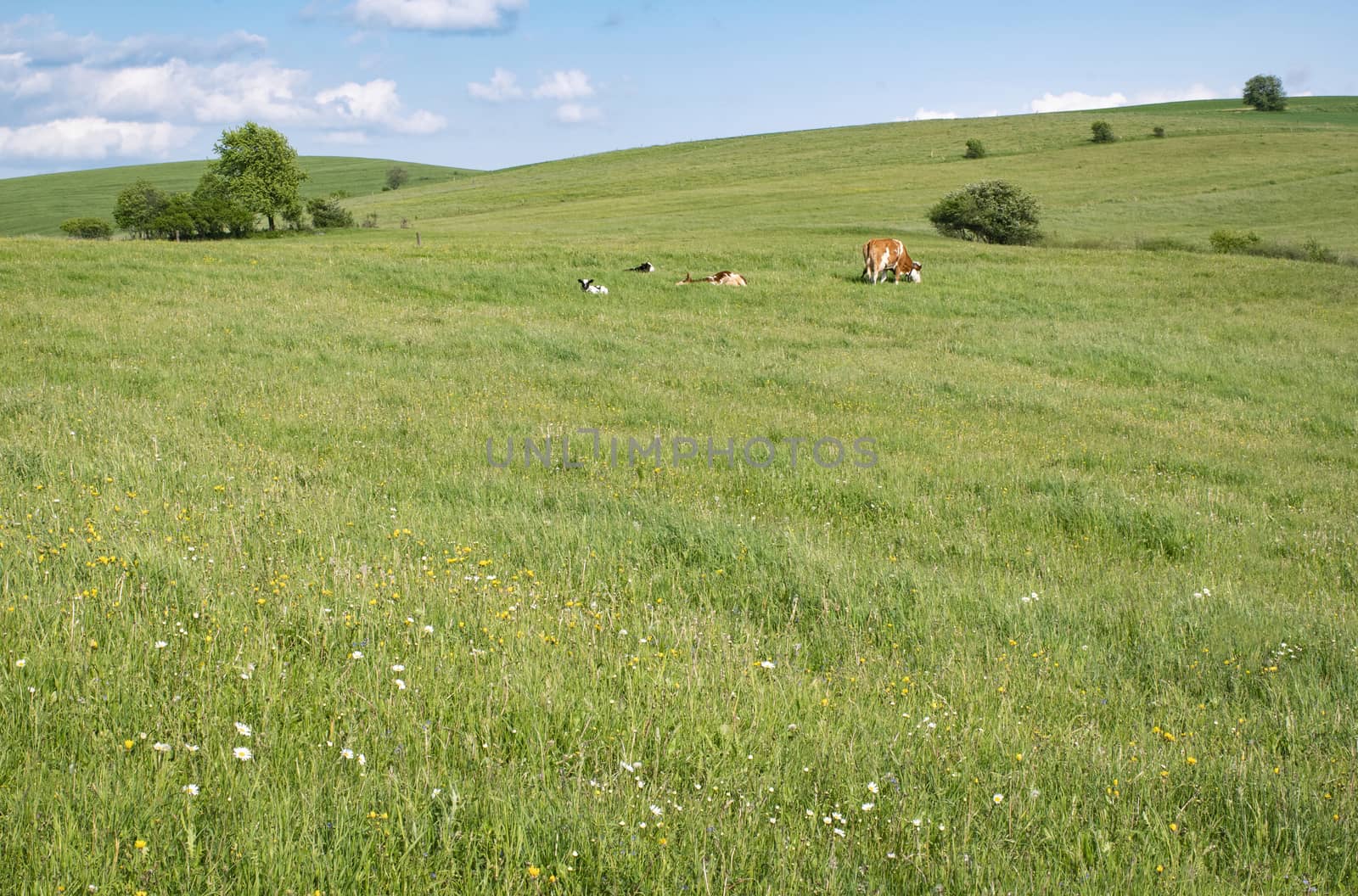 The cow grazes on a large meadow with flowers by Ahojdoma