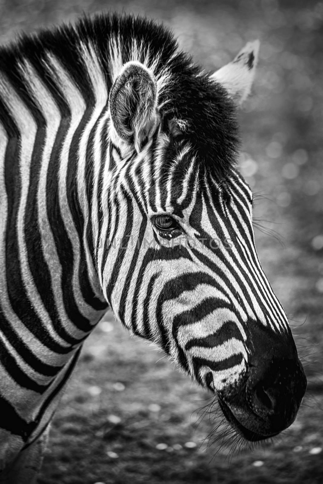 Zebra head portrait monochrome black and white image with bokeh blur in background