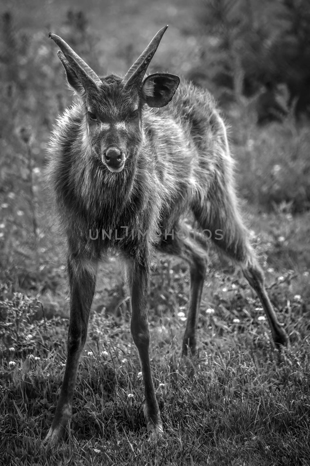 Bongo antelope standing startled and alert monochrome black and white image