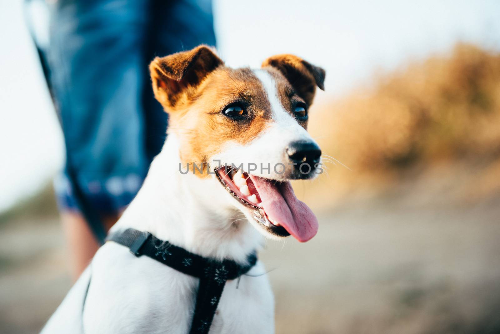 a small dog of the Jack Russell Terrier breed on a walk by Andreua