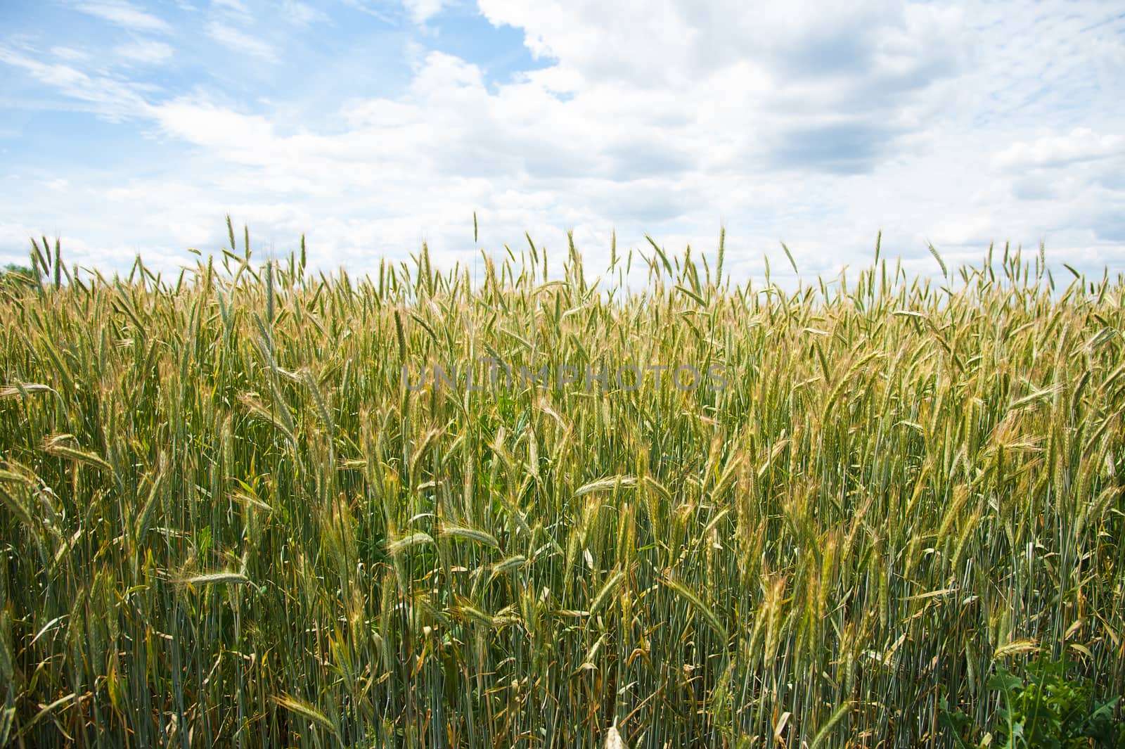 Ripening wheat field by grigorenko