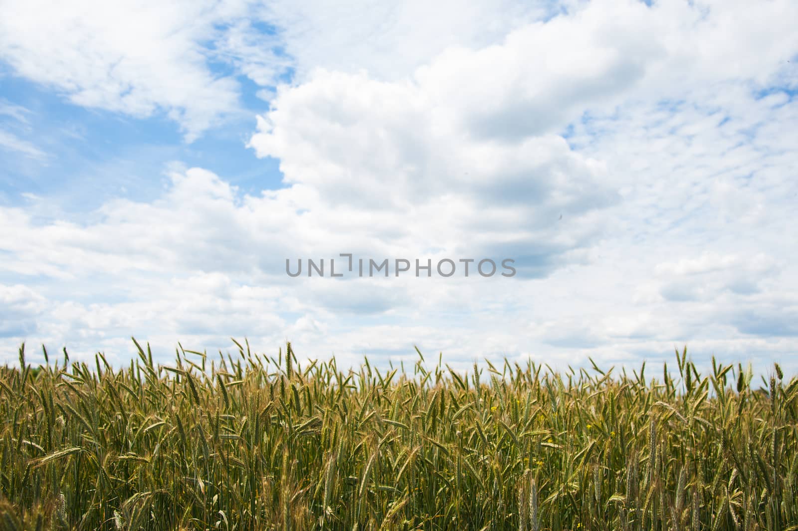 Ripening wheat field and blue sky