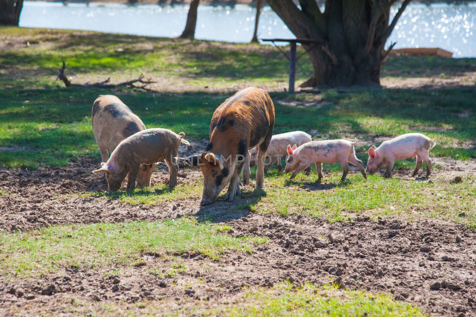 Pig farm. Pigs in field by grigorenko