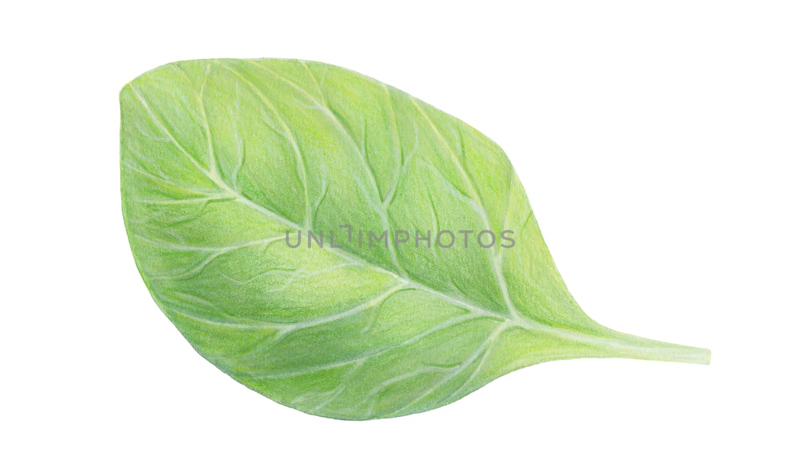 Fresh green spinach leaf isolated on white background. Watercolor hand drawn illustration. Fresh herbs. Realistic botanical art. Vegetarian Ingredient. For logo, packaging, print, organic food,market