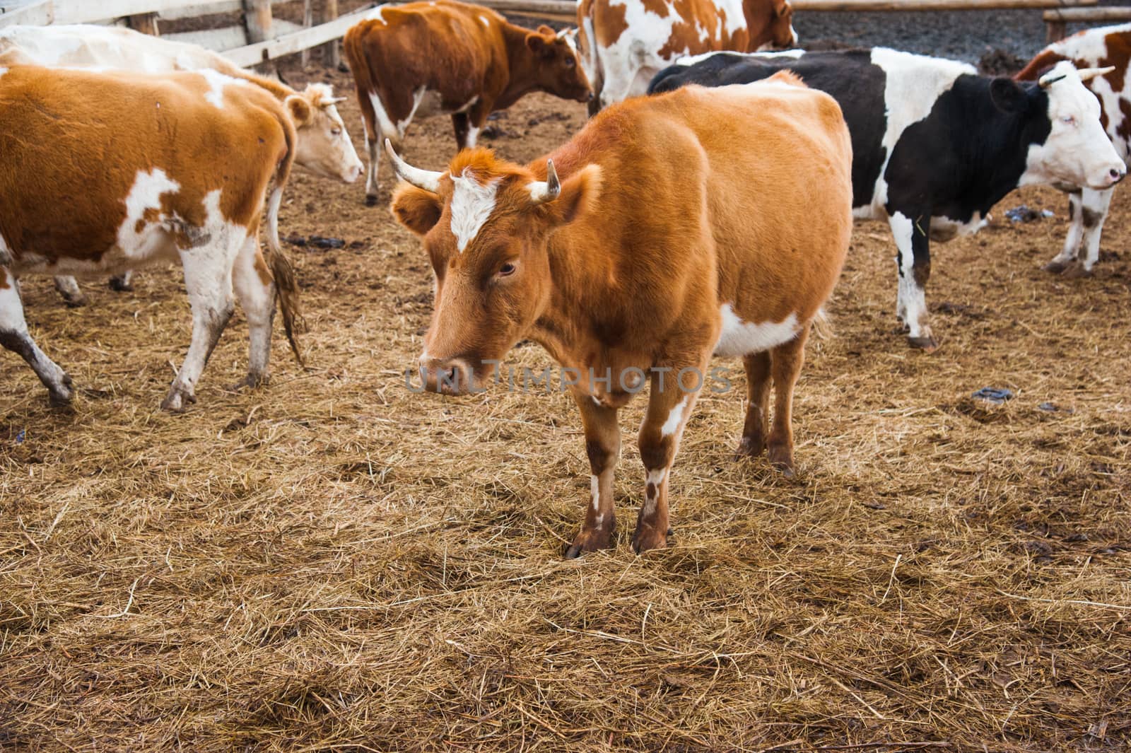 Cows in a farm. Dairy cows by grigorenko