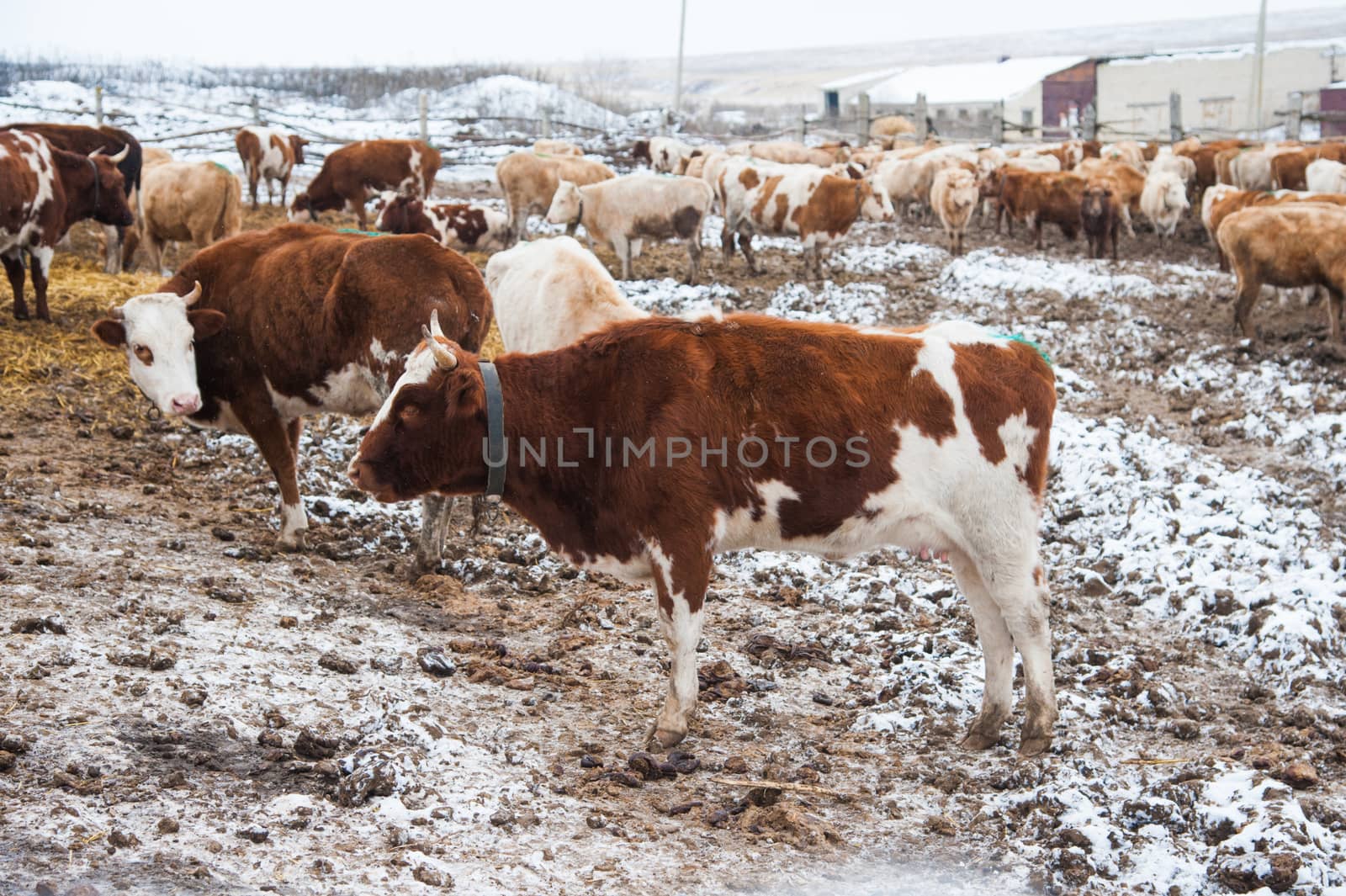 Cows on a farm in the winter by grigorenko