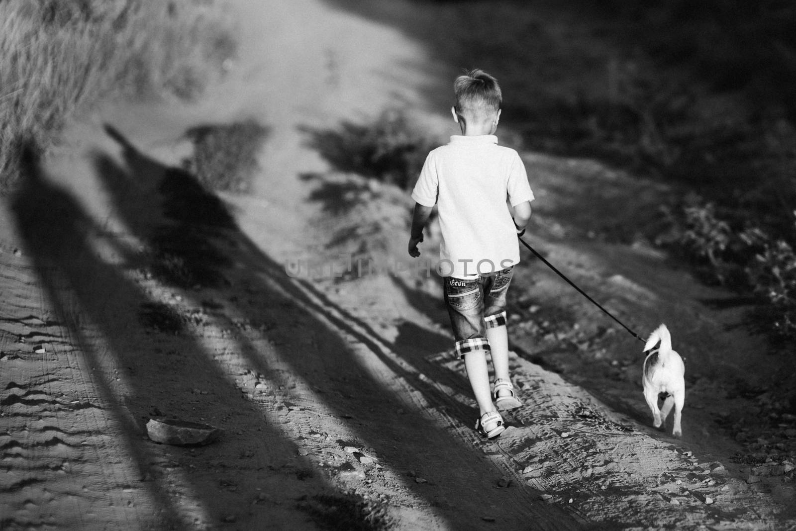 a small dog of the Jack Russell Terrier breed on a walk by Andreua