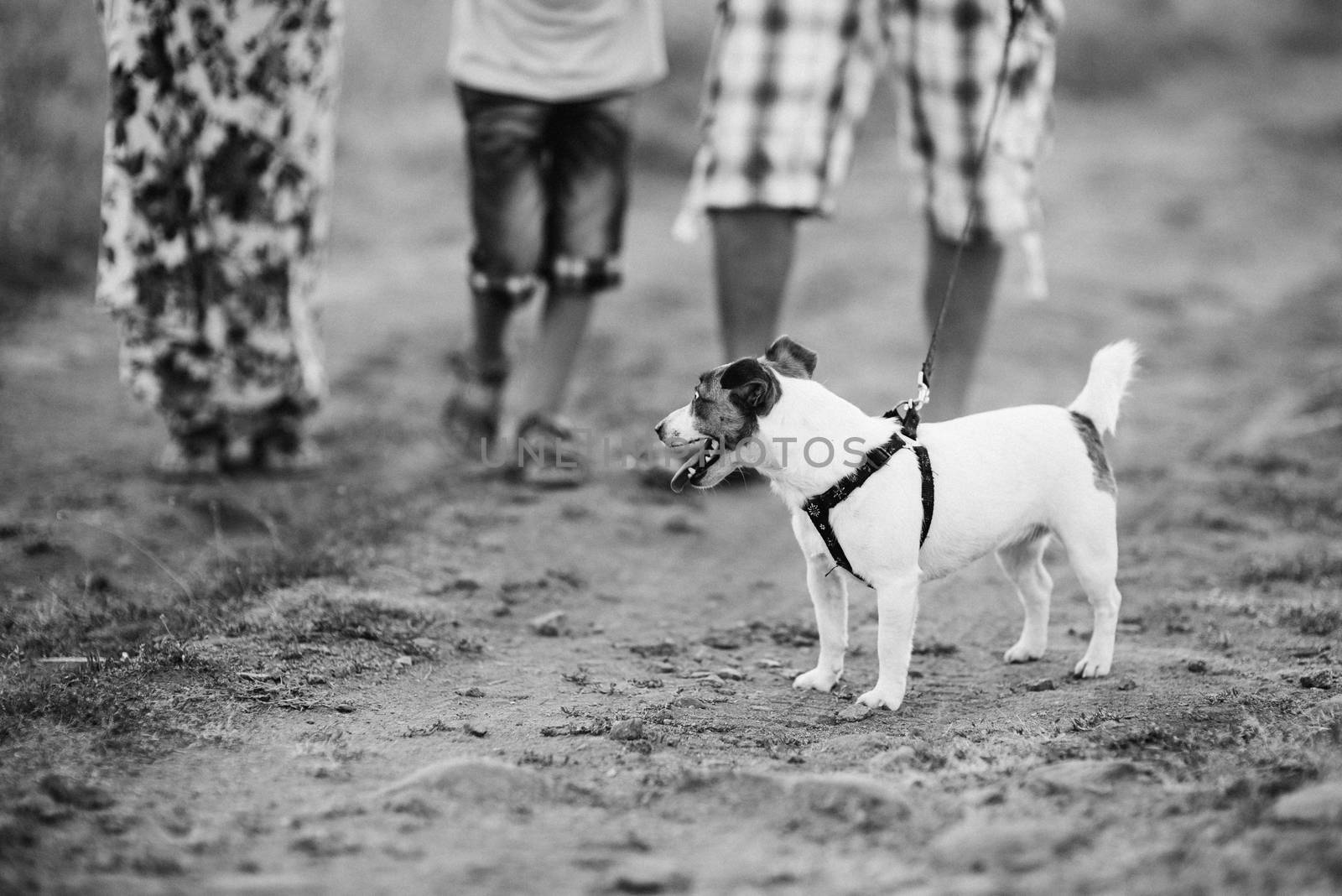 a small dog of the Jack Russell Terrier breed on a walk with its owners