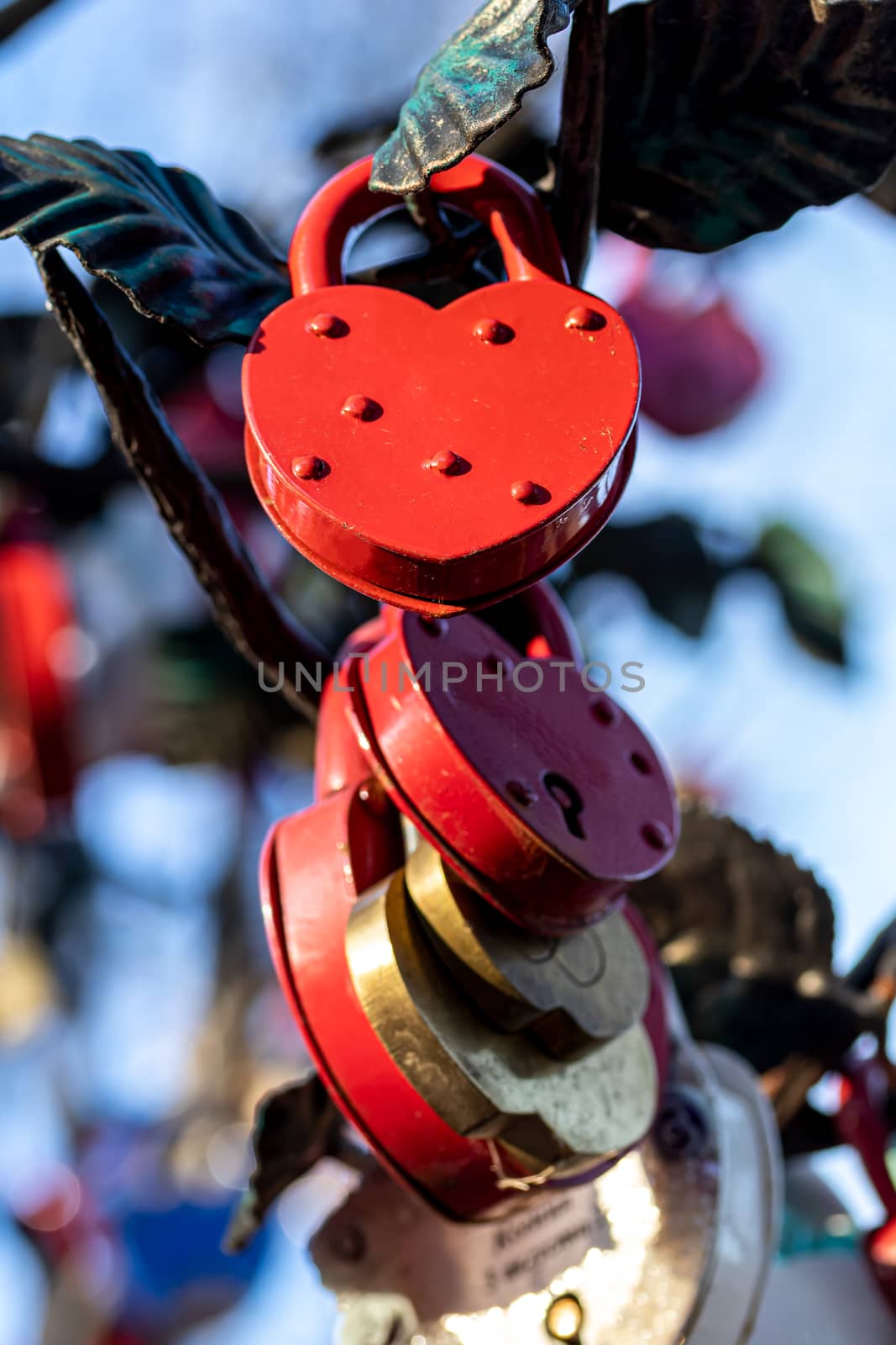 Many wedding colorful locks on a wedding tree. Symbol of love, marriage and happiness.
