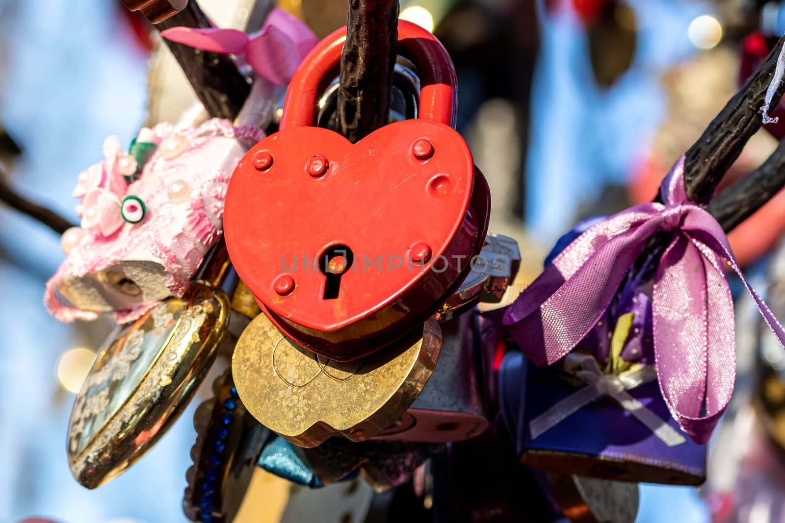 Many wedding colorful locks on a wedding tree. Symbol of love, marriage and happiness.