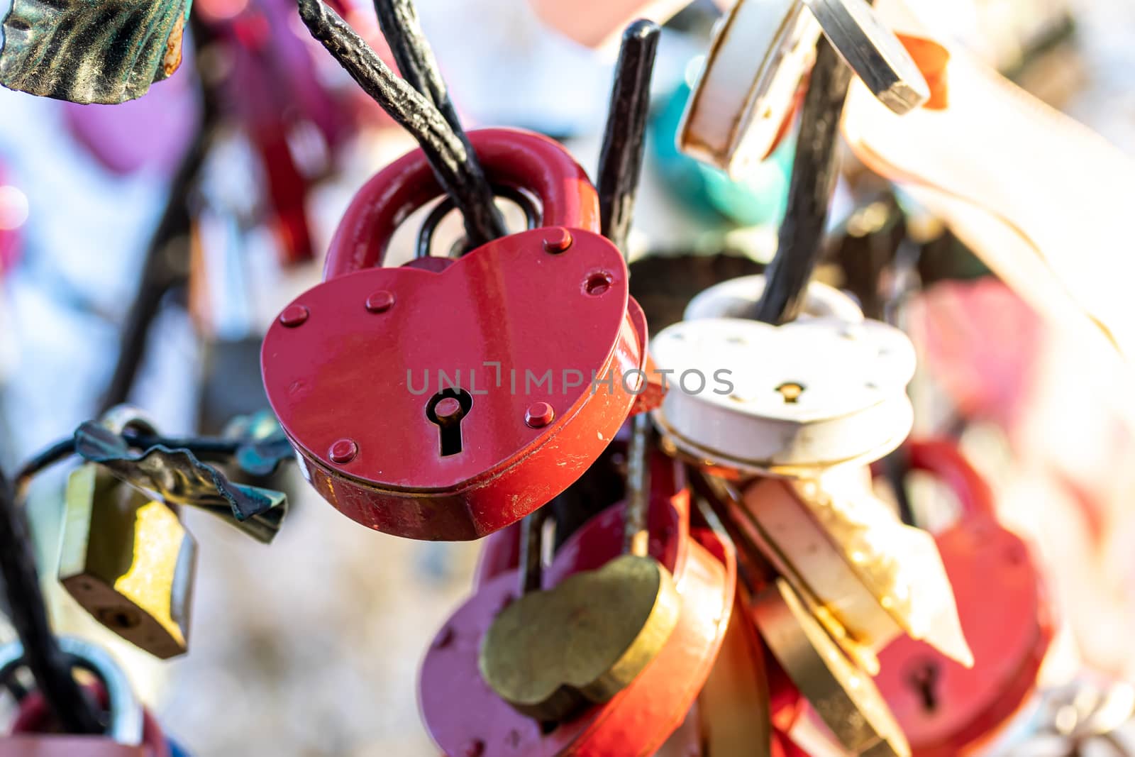 Many wedding colorful locks on a wedding tree. Symbol of love, marriage and happiness.