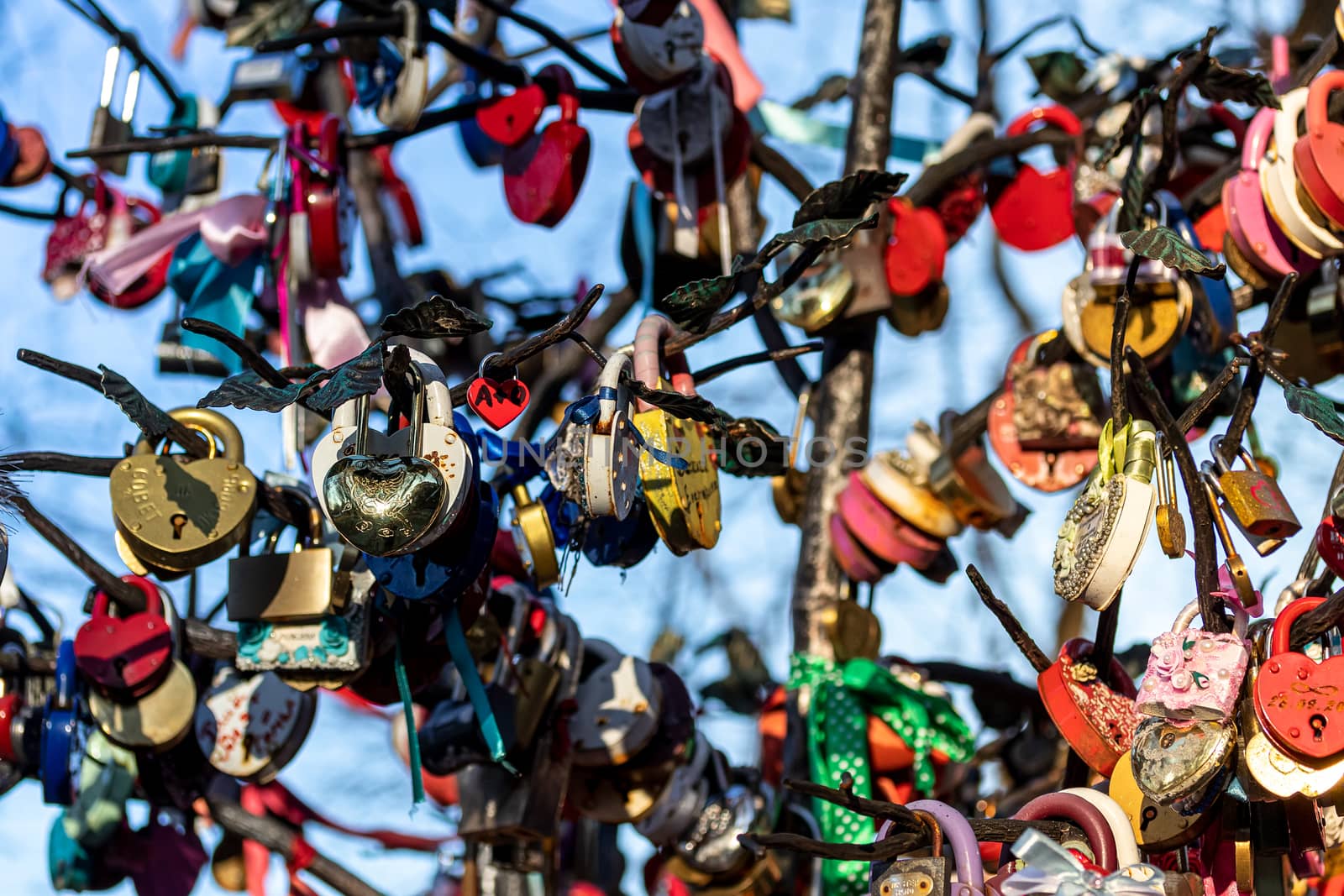 Many wedding colorful locks on a wedding tree. Symbol of love, marriage and happiness.