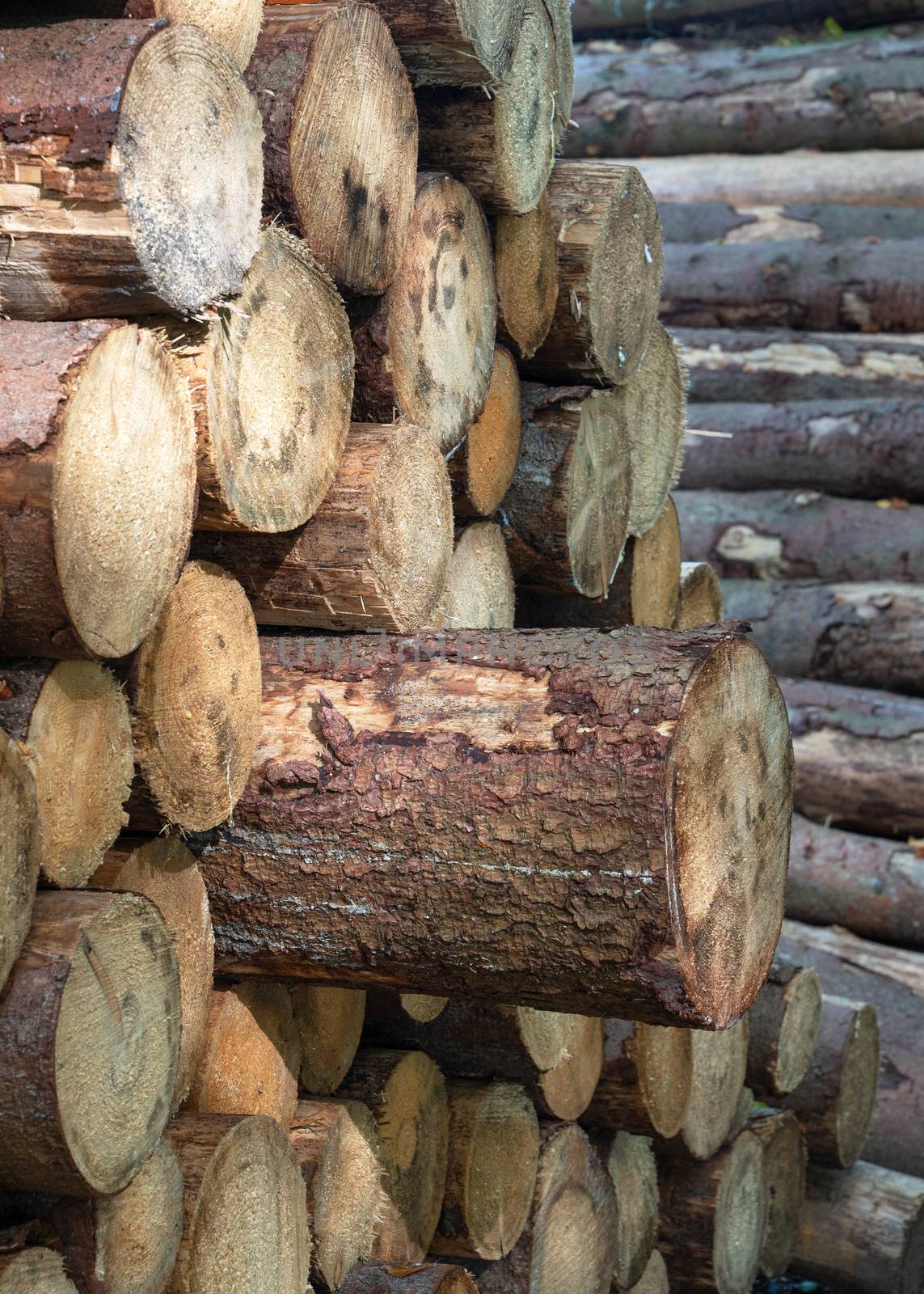 Background image, close up image of wood pile