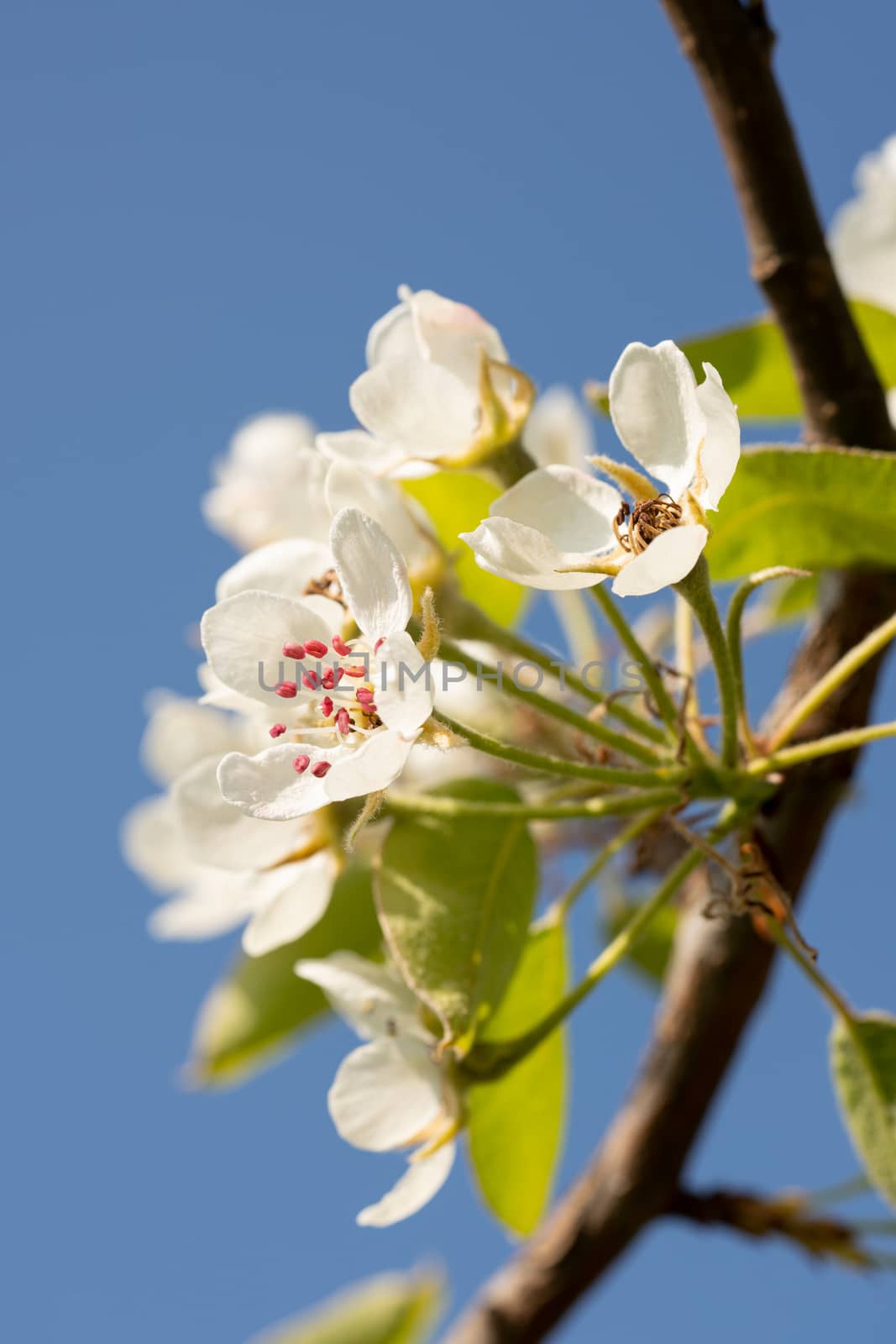 Common pear (Pyrus domestica), blossoms of springtime