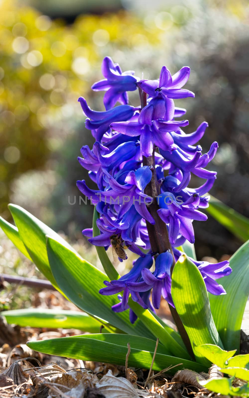Common Hyacinth (Hyacinthus orientalis), flowers of springtime