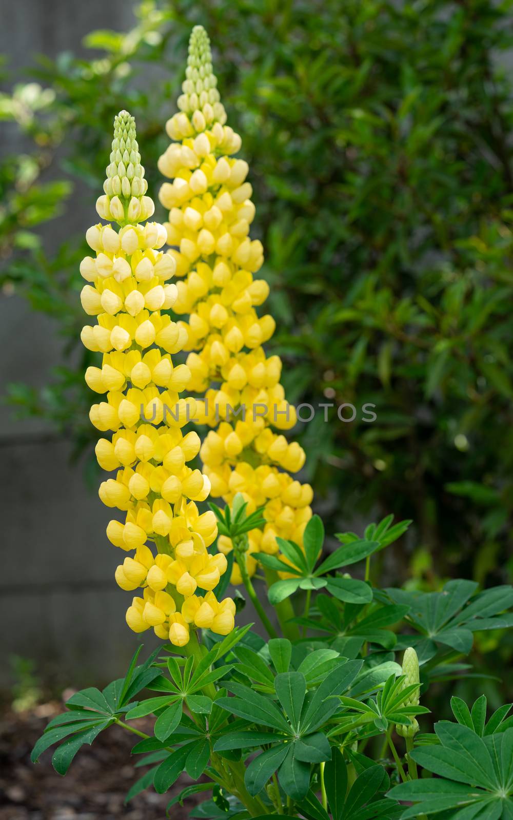 Garden Lupin (Lupinus polyphyllus), close up of the flower head