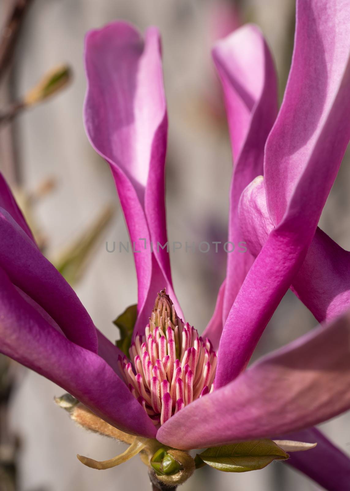 Tulip magnolia (Magnolia liliiflora), close up image of the flower head