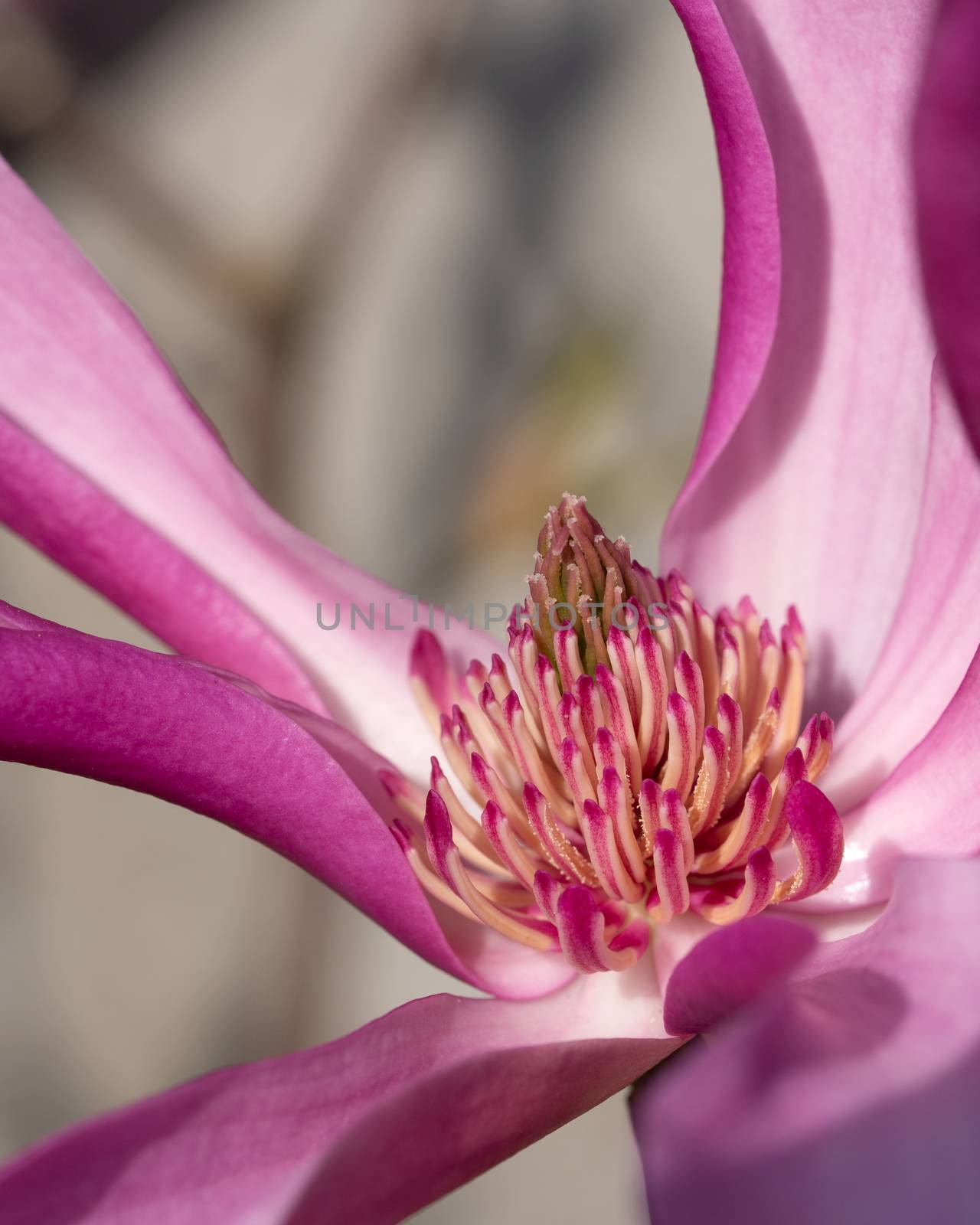 Tulip magnolia (Magnolia liliiflora), close up image of the flower head