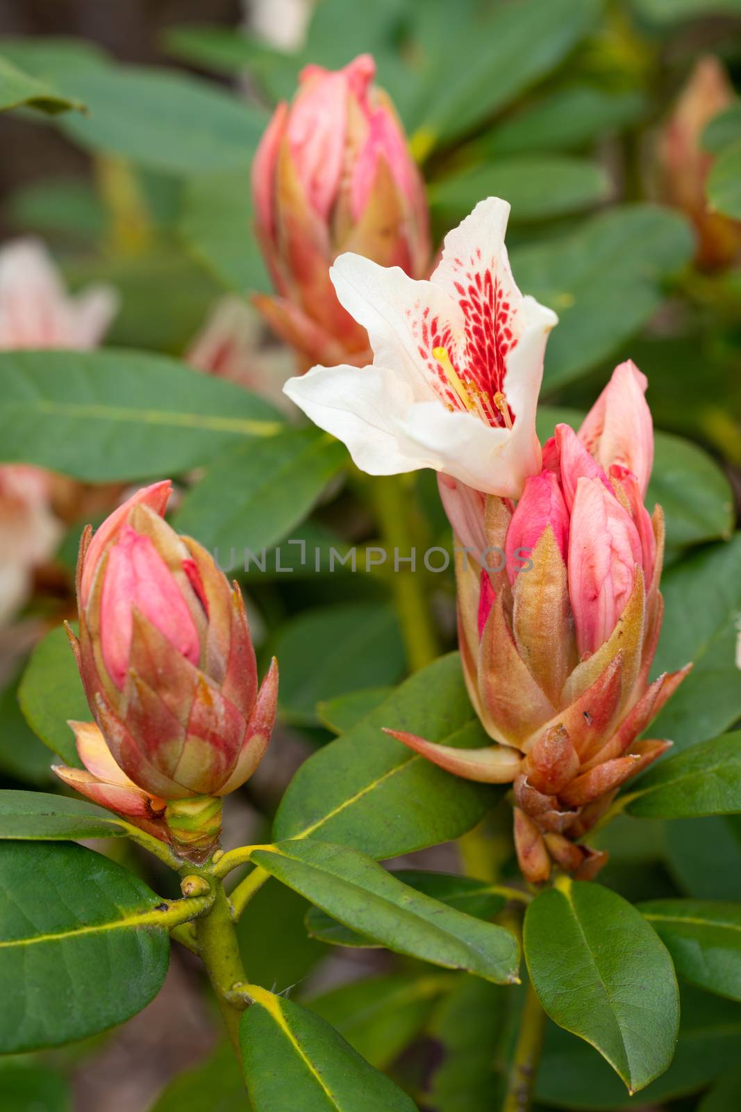 Rhododendron Hybrid Amber Kiss (Rhododendron hybride)