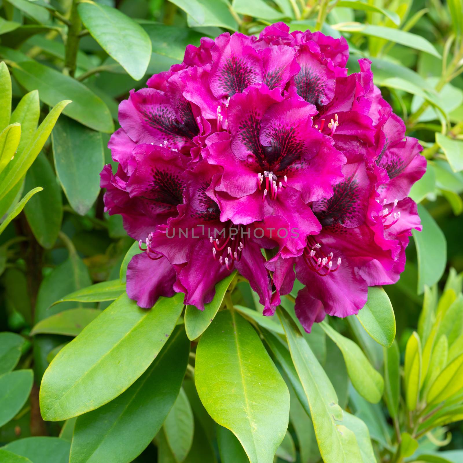 Rhododendron Hybrid Midnight Beauty (Rhododendron hybrid), close up of the flower head
