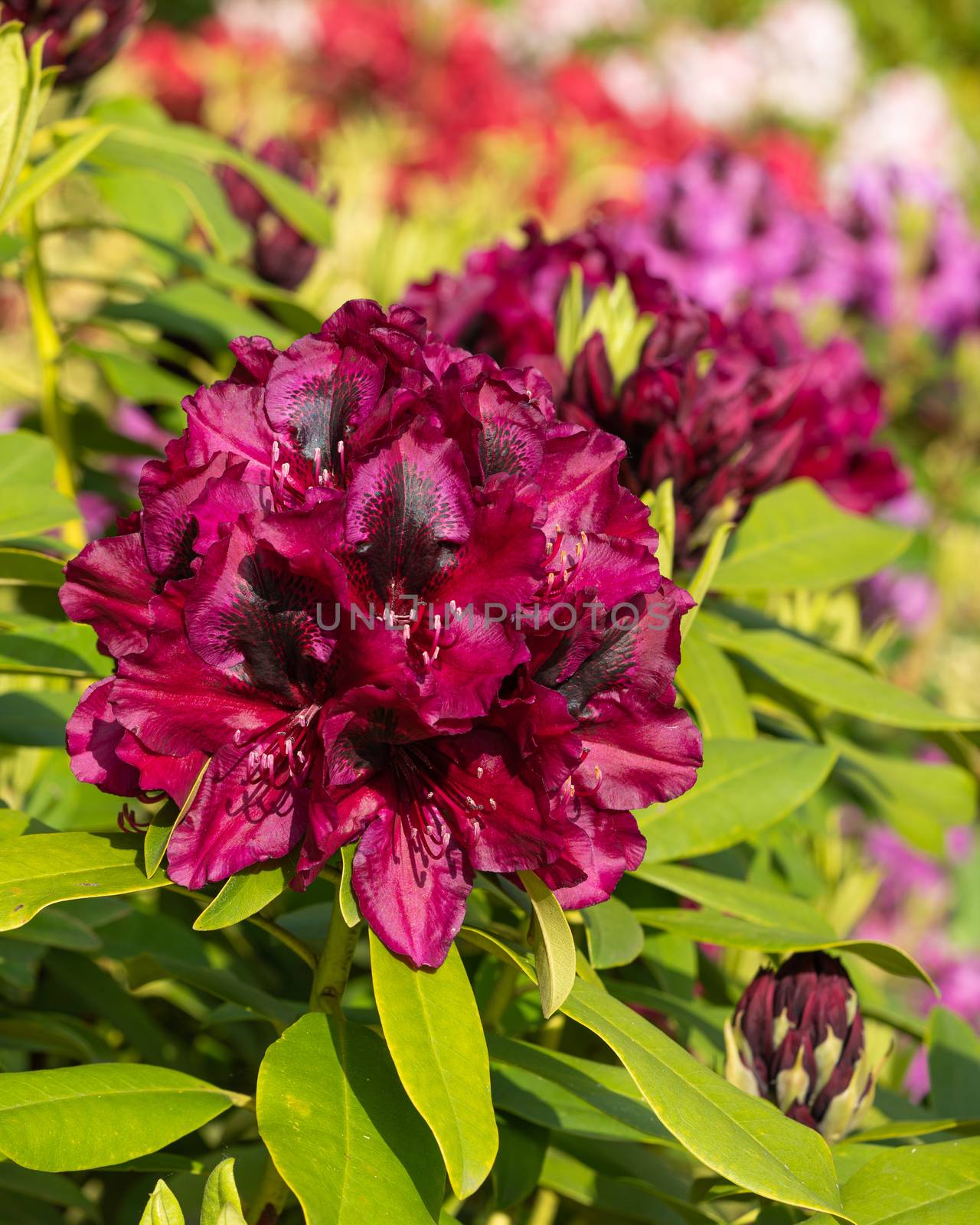 Rhododendron Hybrid Midnight Beauty (Rhododendron hybrid), close up of the flower head