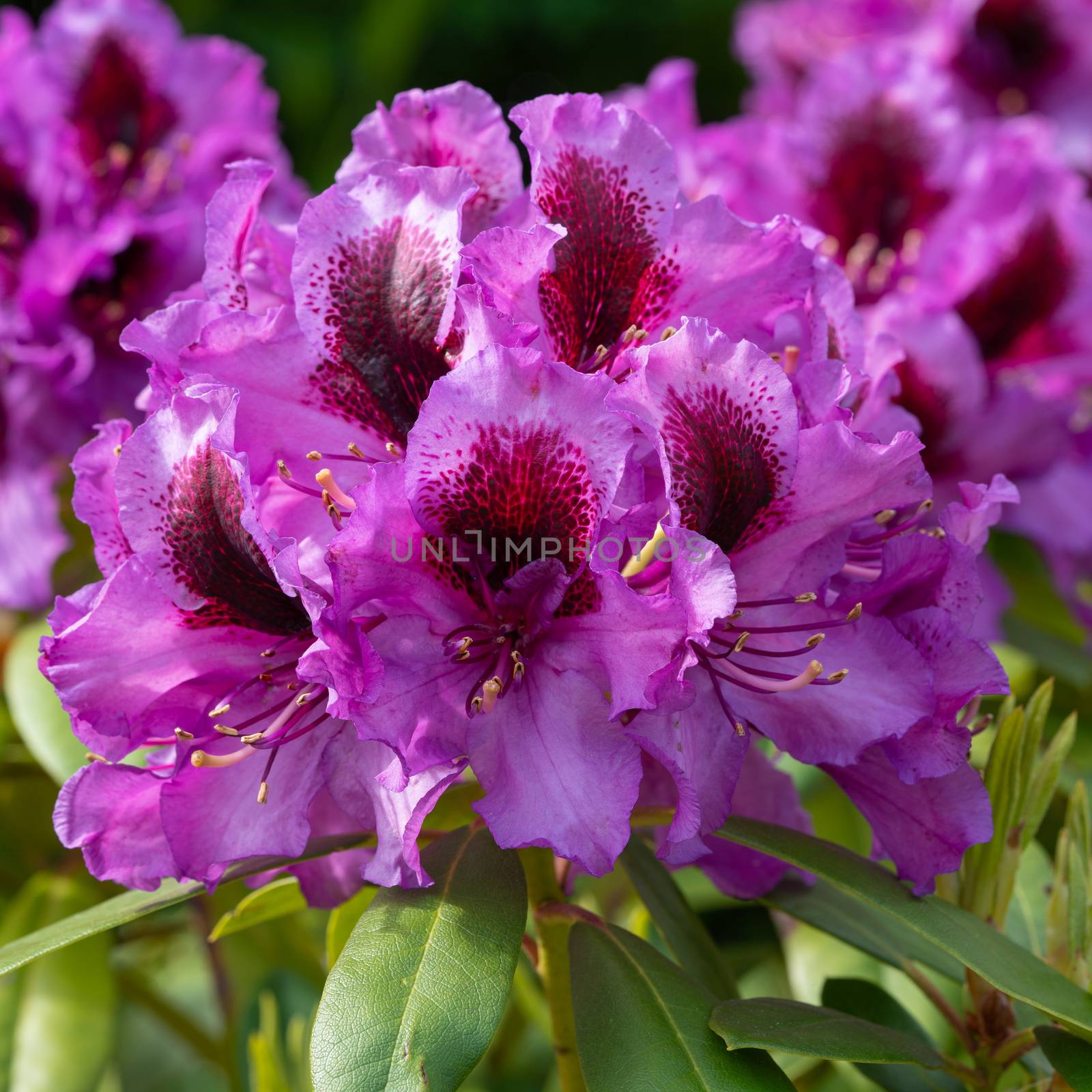 Rhododendron Hybrid Orakel, Rhododendron hybride by alfotokunst