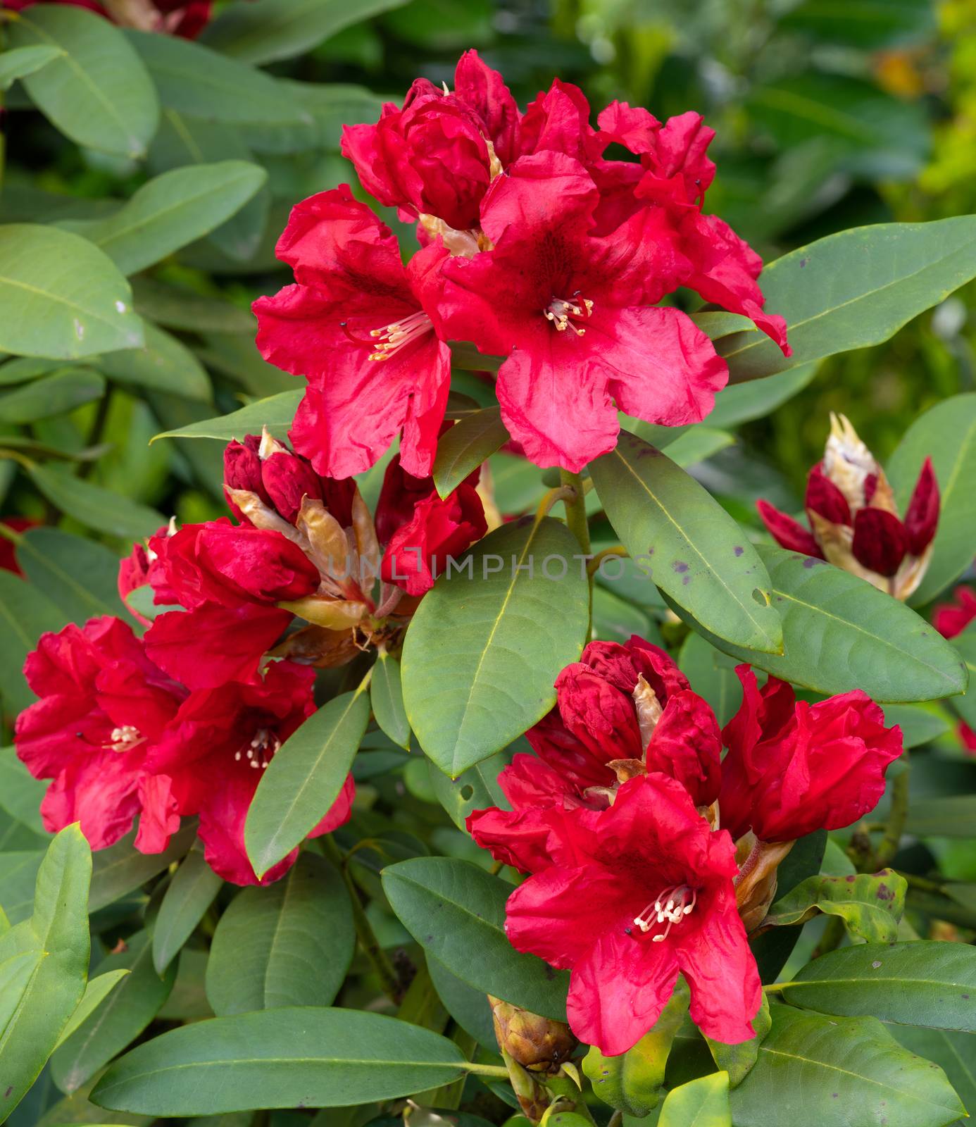 Rhododendron Hybrid Rabatz, Rhododendron hybrid by alfotokunst