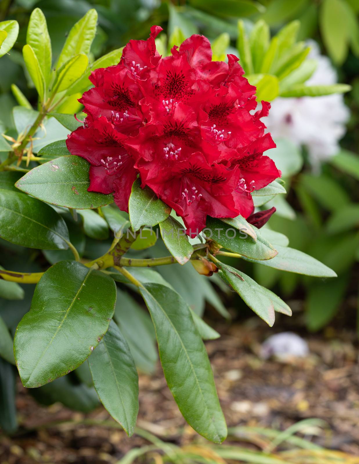 Rhododendron Hybrid Rabatz (Rhododendron hybrid), close up of the flower head