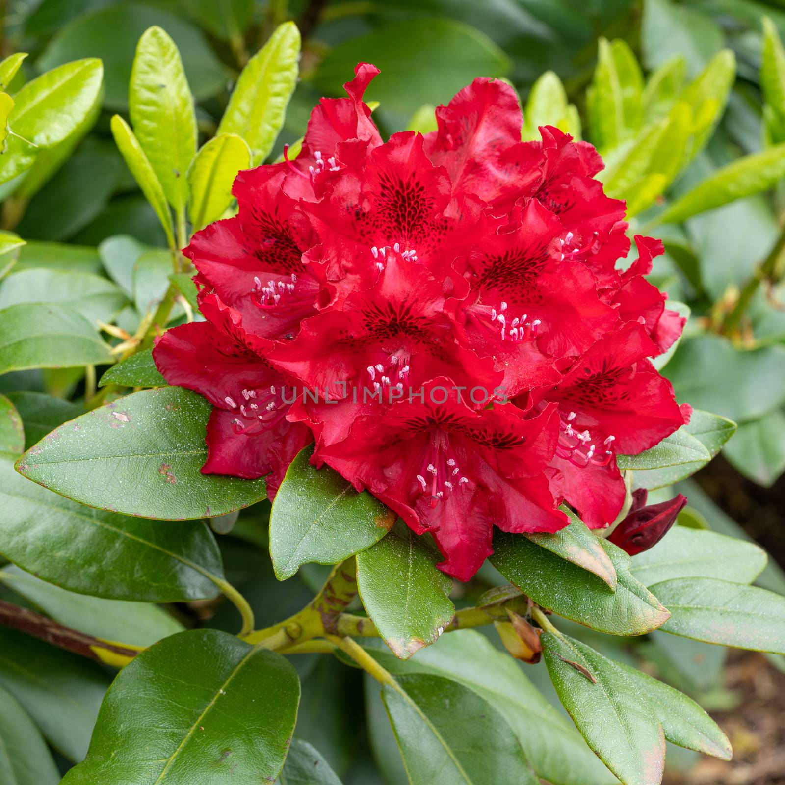 Rhododendron Hybrid Rabatz (Rhododendron hybrid), close up of the flower head