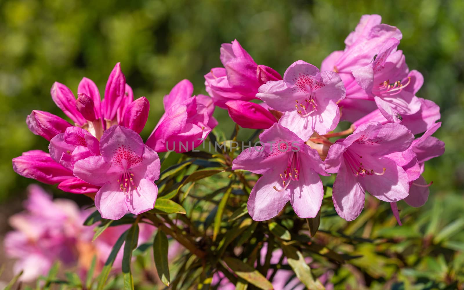 Rhododendron Ponticum Filigran (Rhododendron Ponticum)