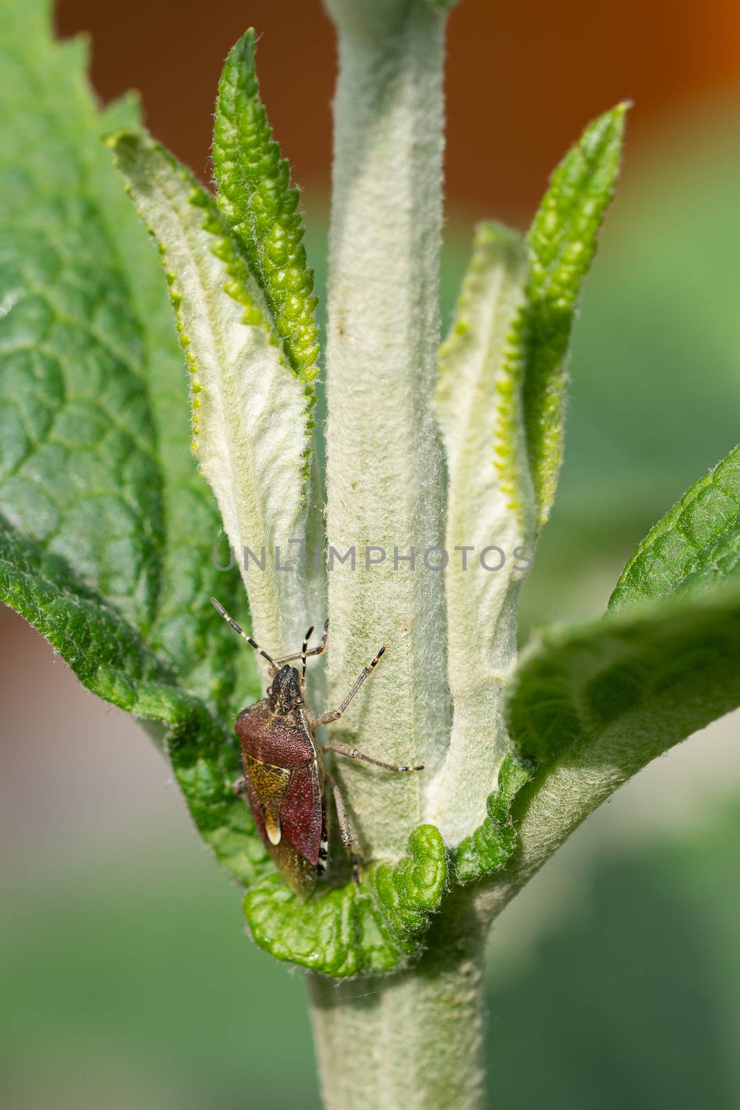 Sloe Bug (Dolycoris baccarum) on a green leaf