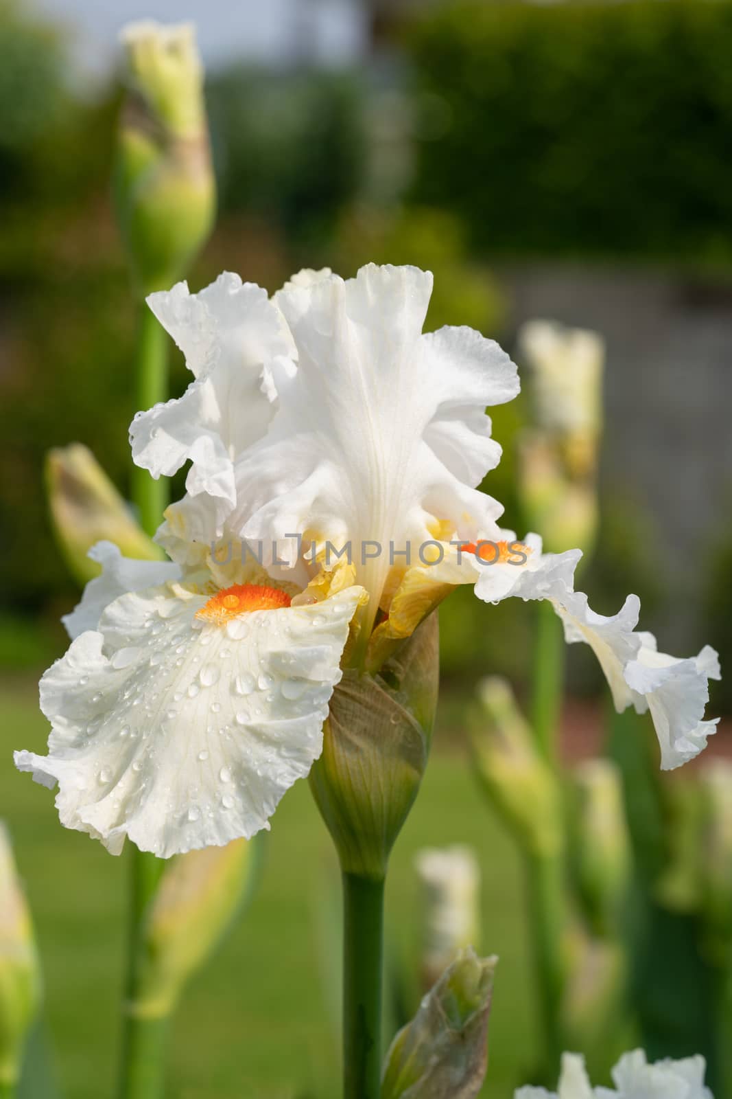 German iris (Iris barbata), close up of the flower head