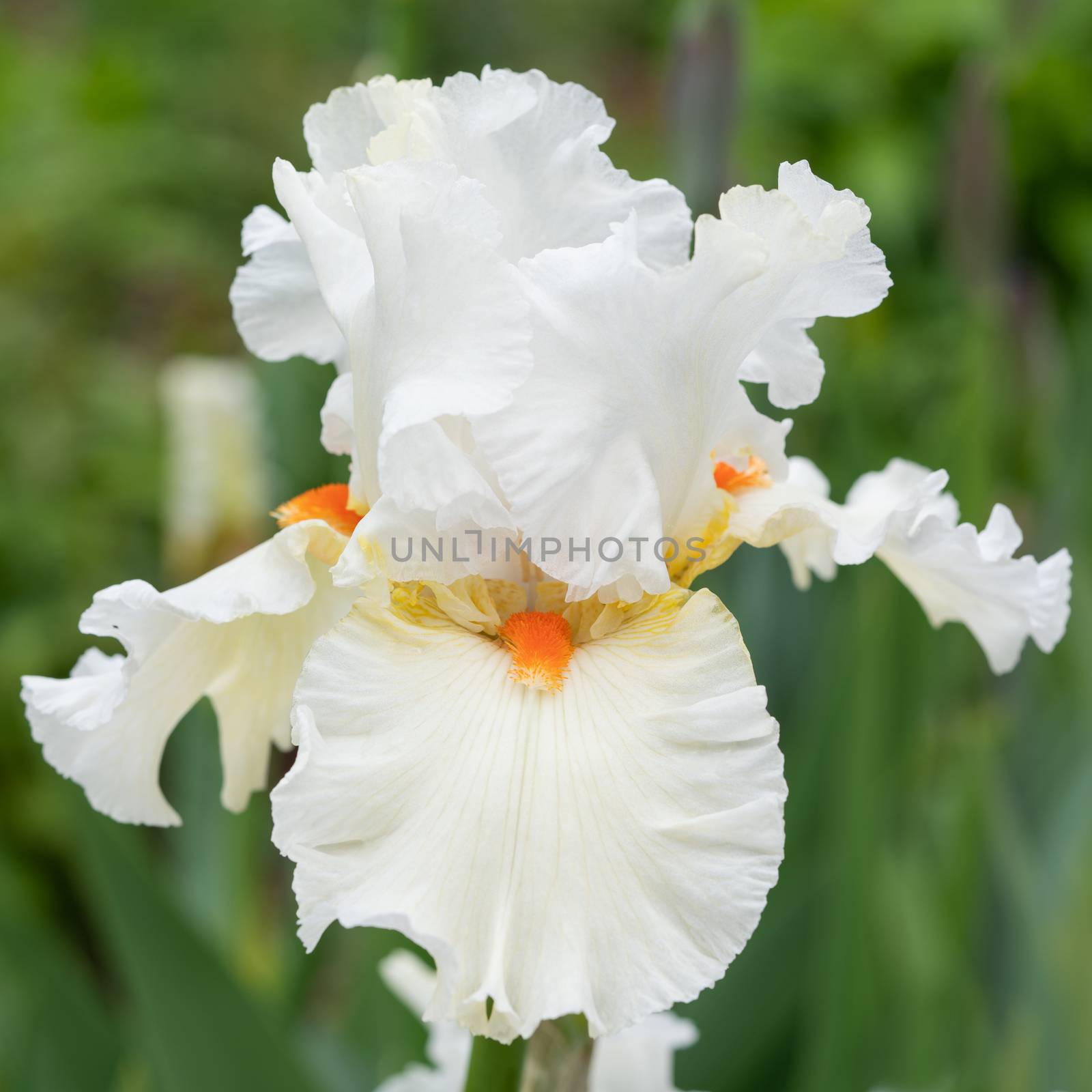 German iris (Iris barbata), close up of the flower head