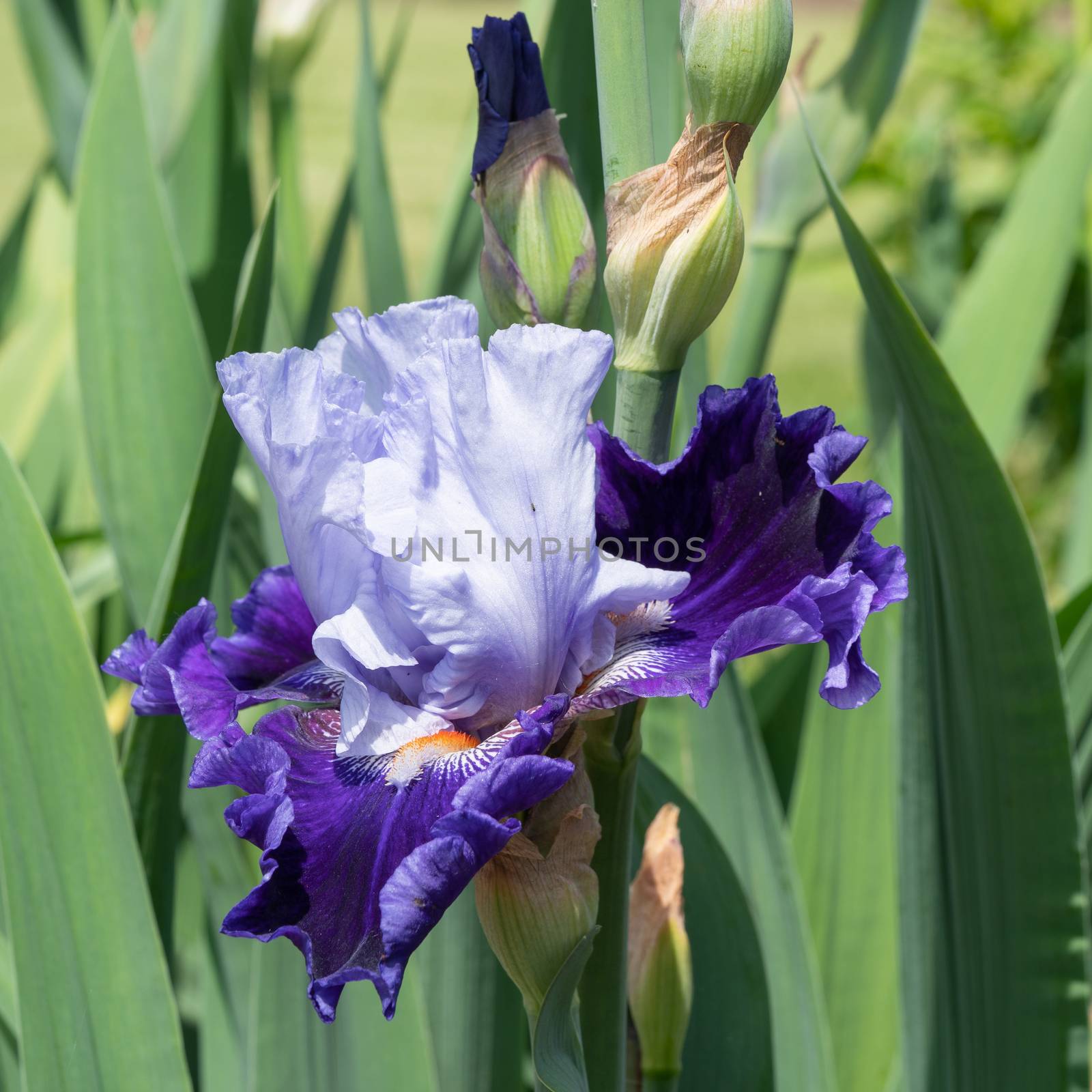 German iris (Iris barbata), close up of the flower head